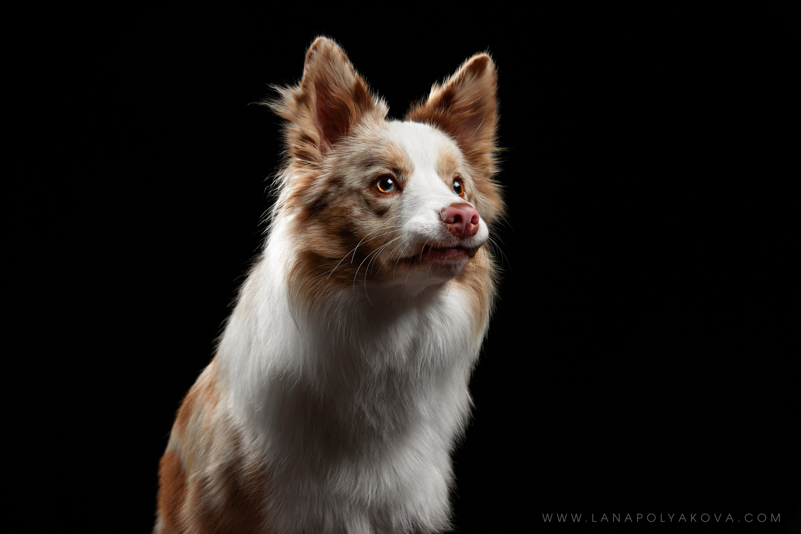 Оскар передает привет 👋. ФОТОГРАФ-АНИМАЛИСТ l LANA POLYAKOVA