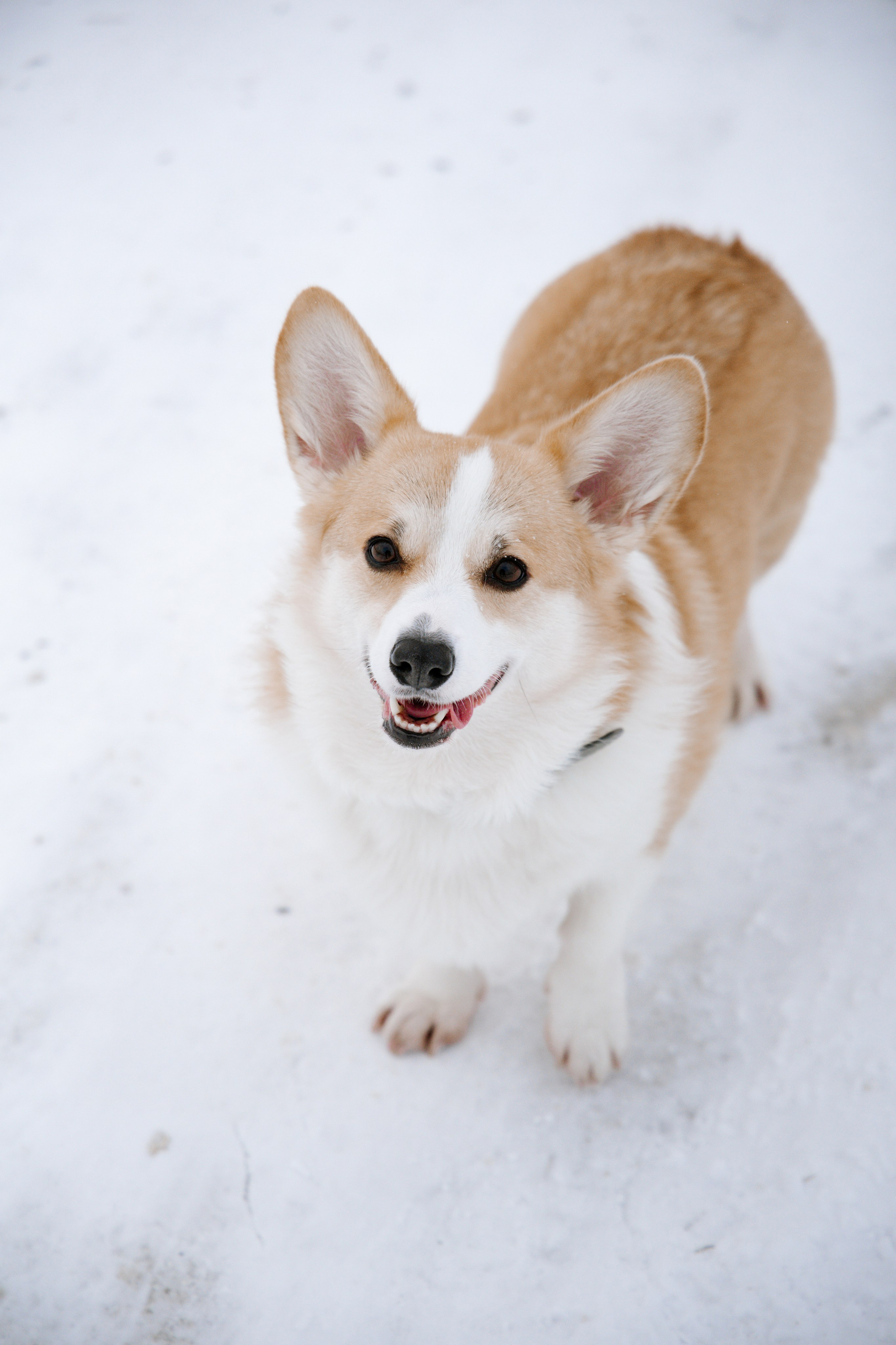 Питомцы. Семейный фотограф | Керчь | Ивановская Виктория