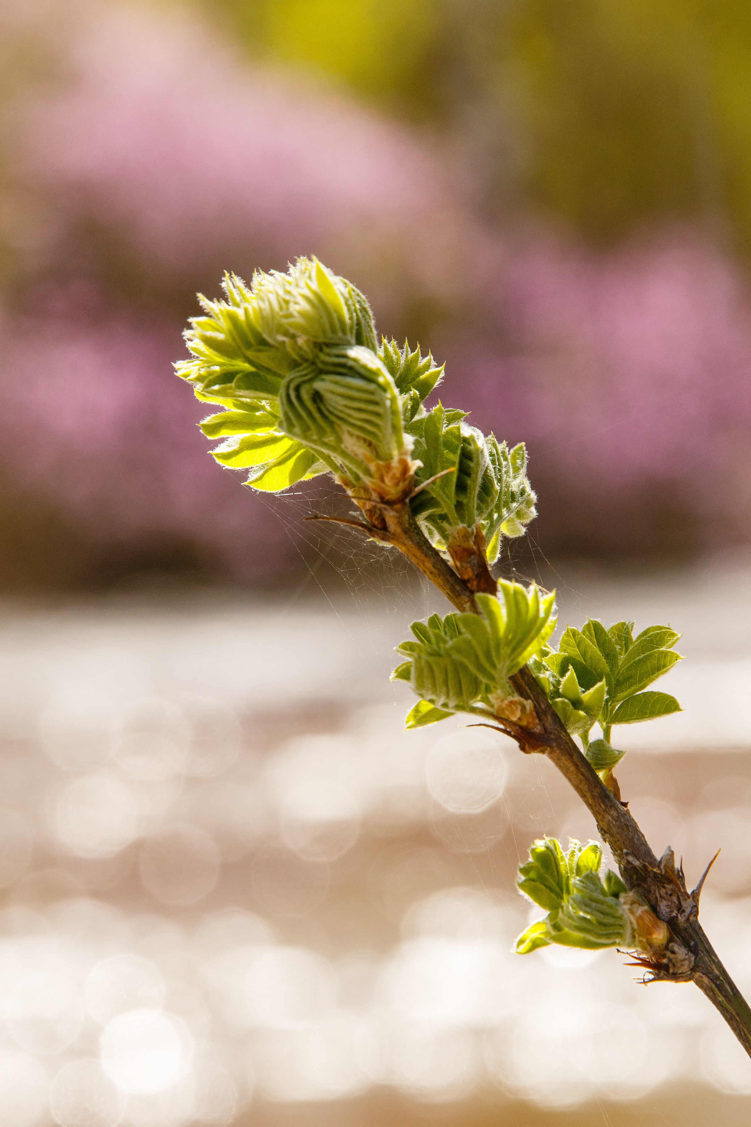 Горный Алтай. Фотограф Кирилл Мешков Кемерово