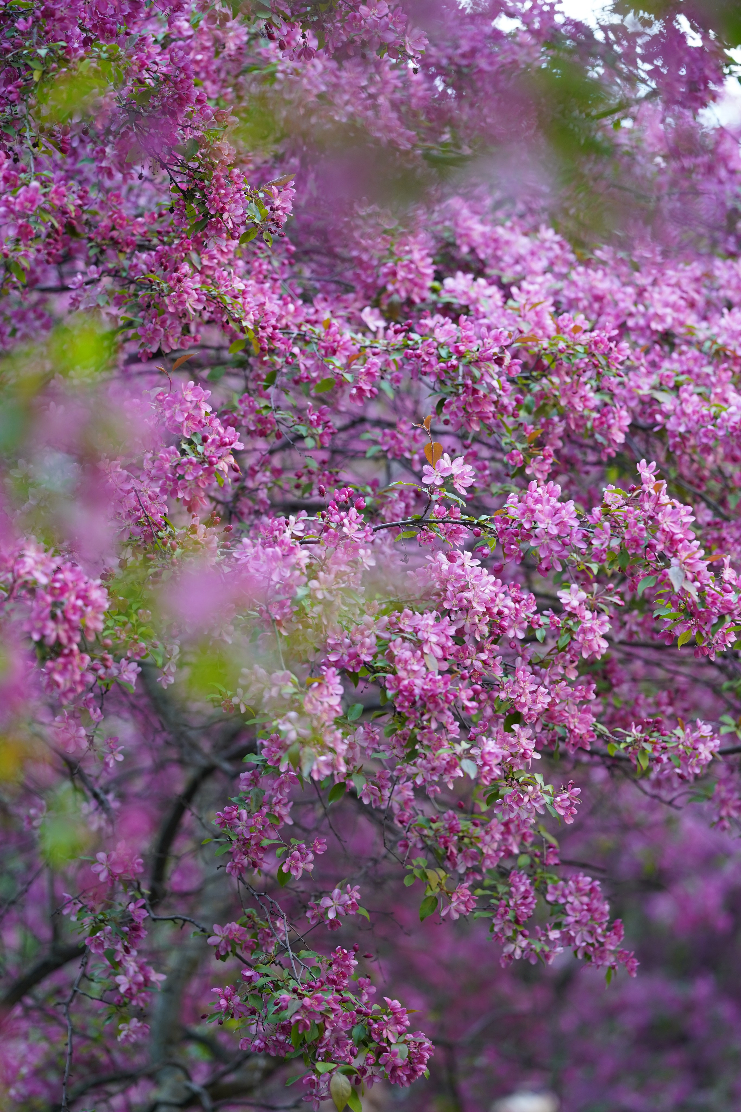 Весна. Фотограф в Москве Мария ~Zagagul~