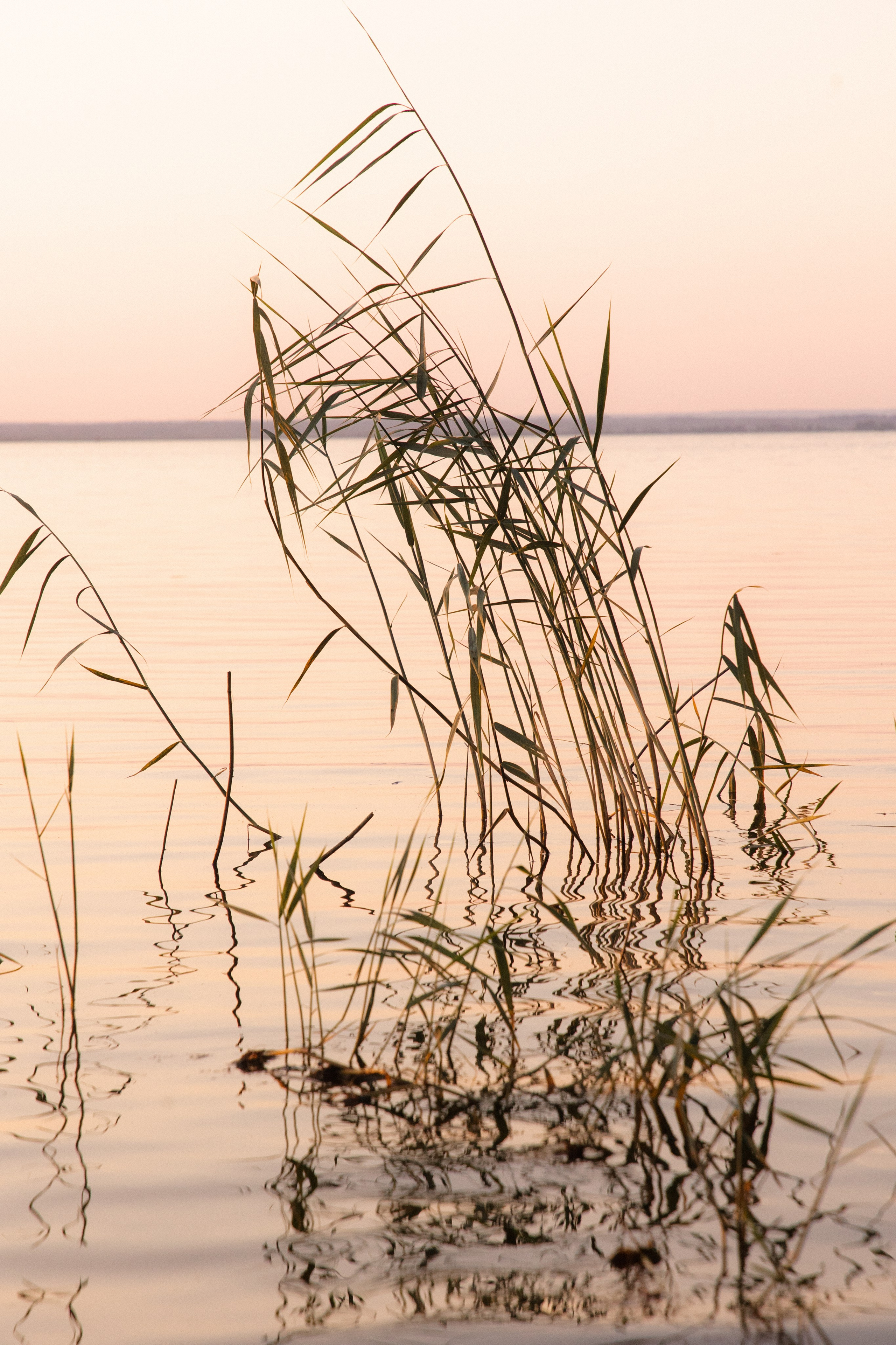 Алексей и Катя. Свадебный фотограф в Санкт-Петербурге Анастасия Андреева