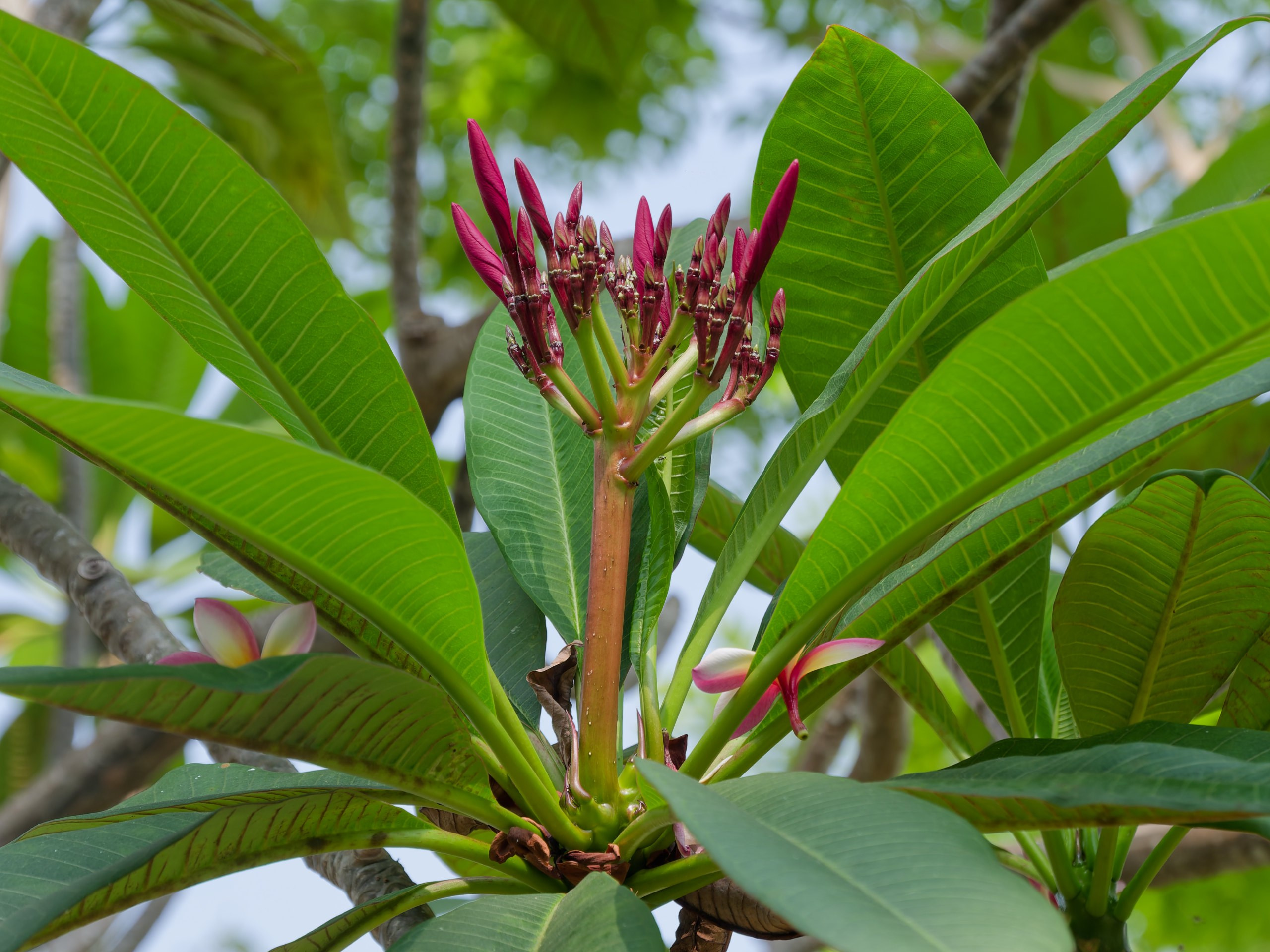 Хайнань 2026, флора, цветы и деревья. Фотопрогулки по Миру