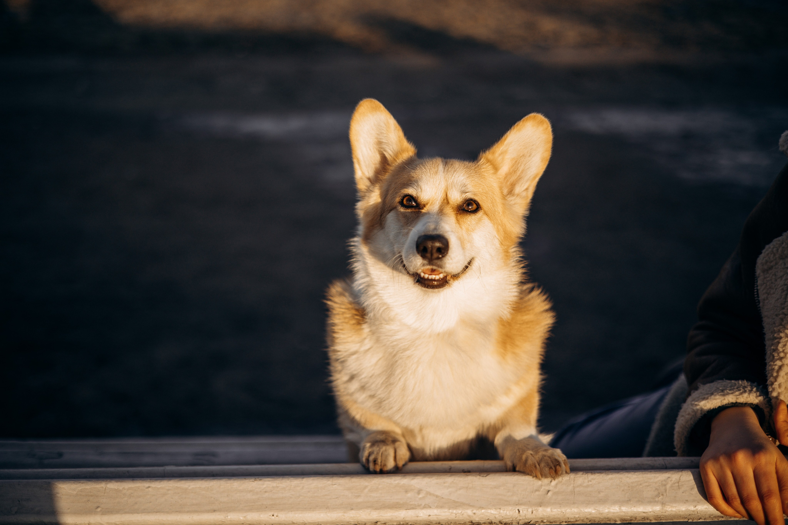 Настя и Ева. Фотограф — Анималист | Санкт-Петербург
