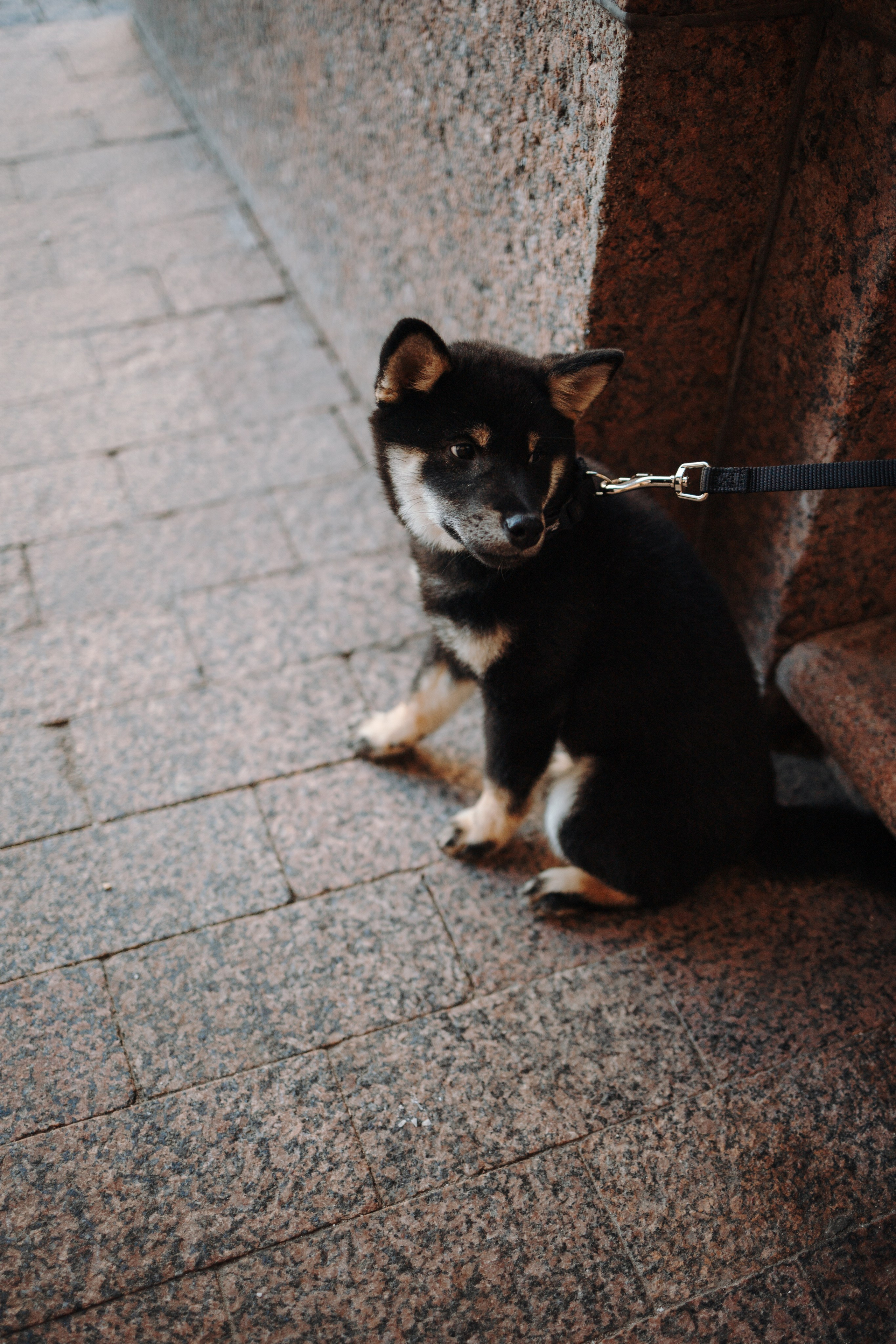 Даша и ее девочки. Фотограф — Анималист | Санкт-Петербург