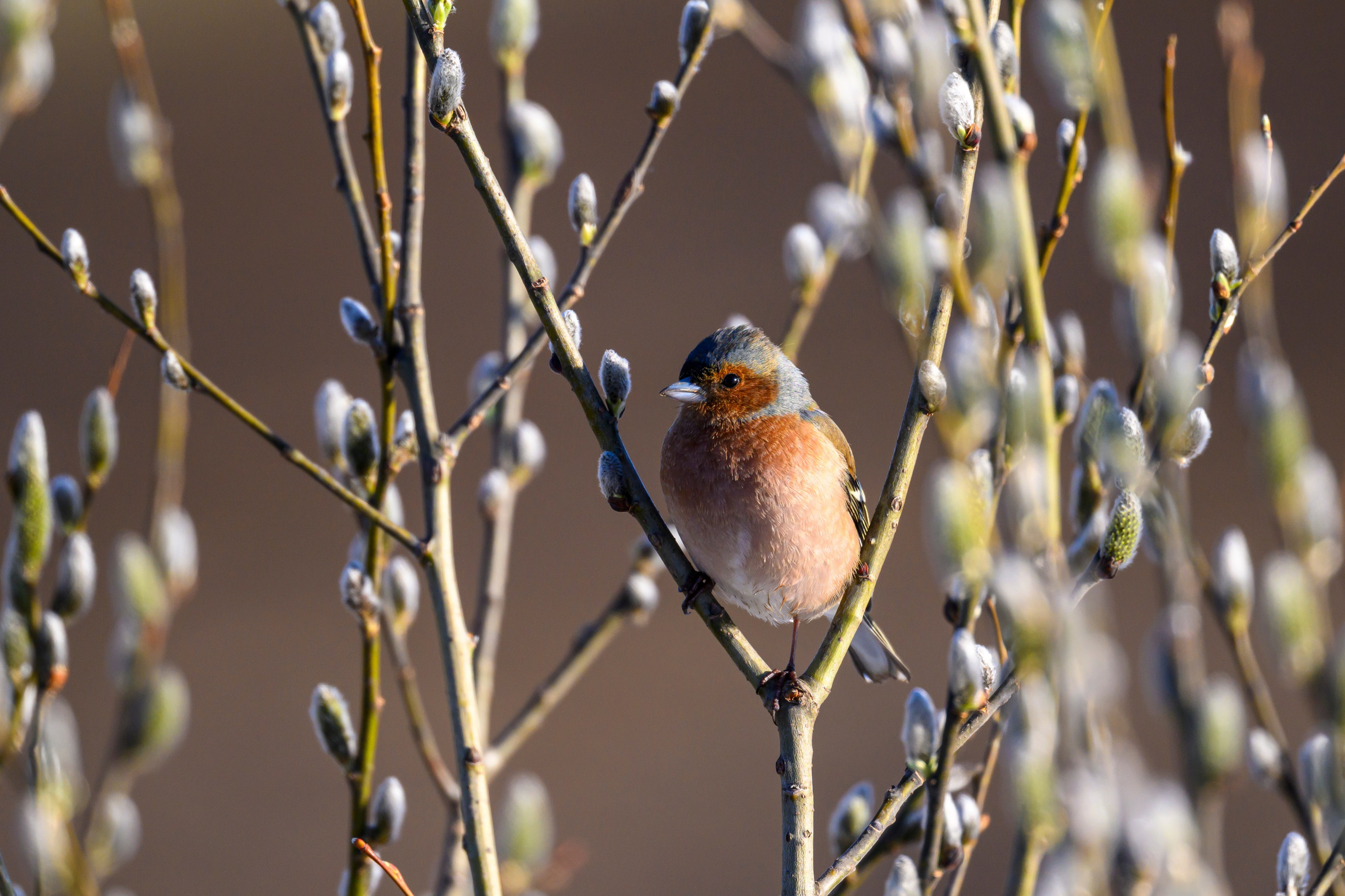 Зяблики. Wildlife photography by Sergey Puponin