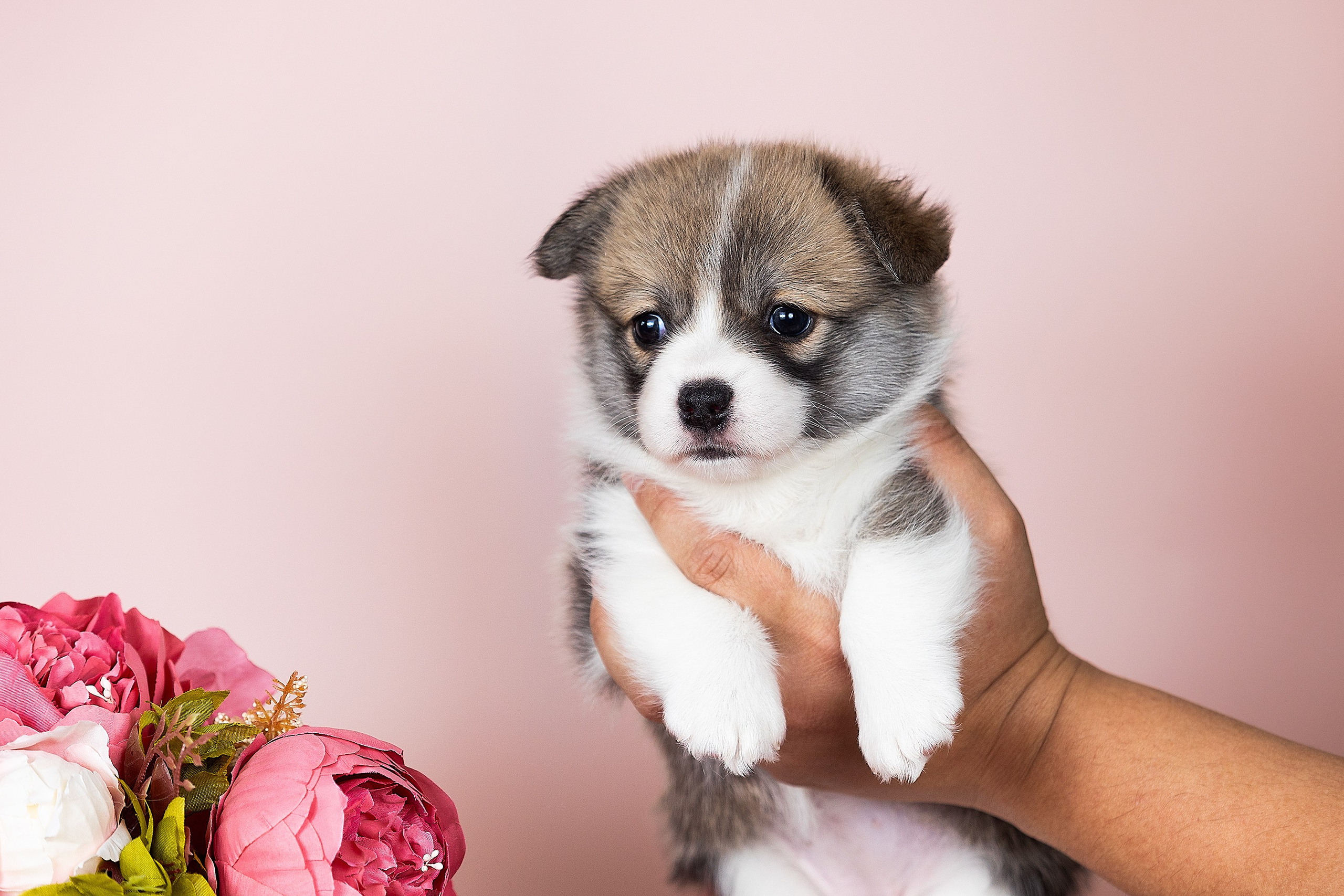 Фотосессии помётов щенков. Фотограф. Фотограф-анималист. Москва