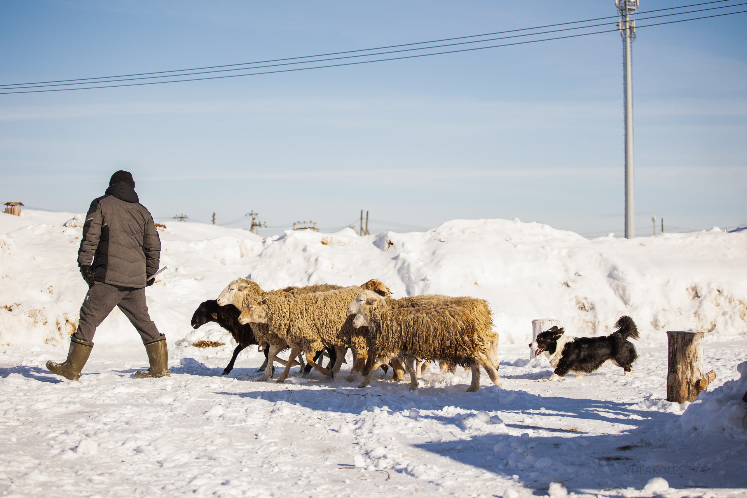 Коргитуса 2.03.2024. YULA KOLESOVA | Фотограф — Анималист | Художник | Тюмень