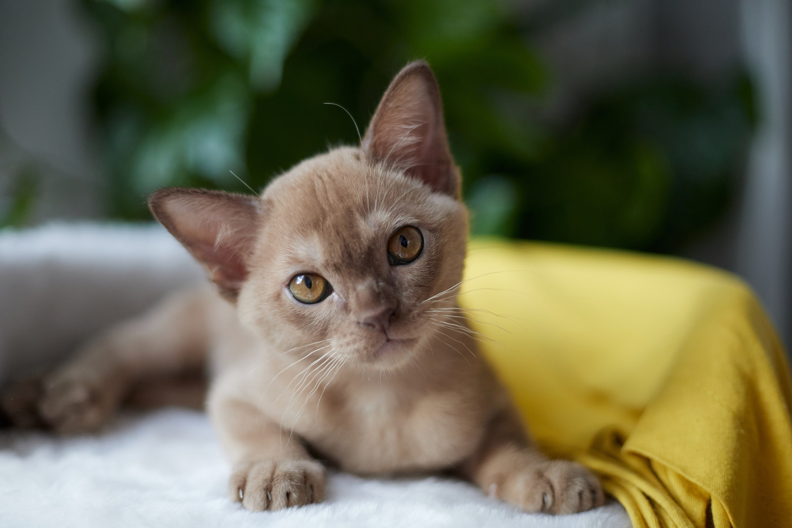 Jordan-Teo (Саратов). Питомник «Bouncy Life»