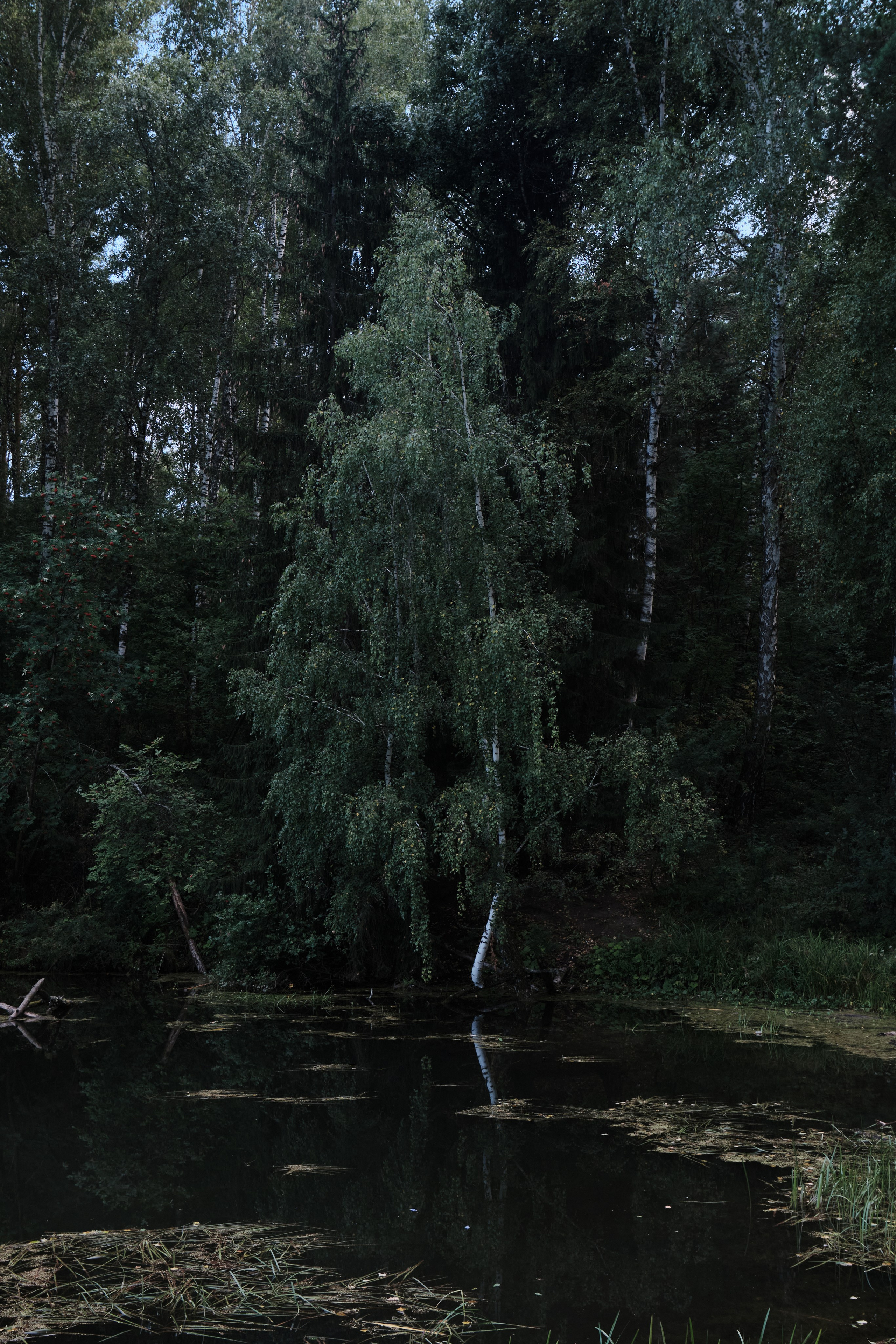 Академ-городок и ботанический сад. Goncharov Tim