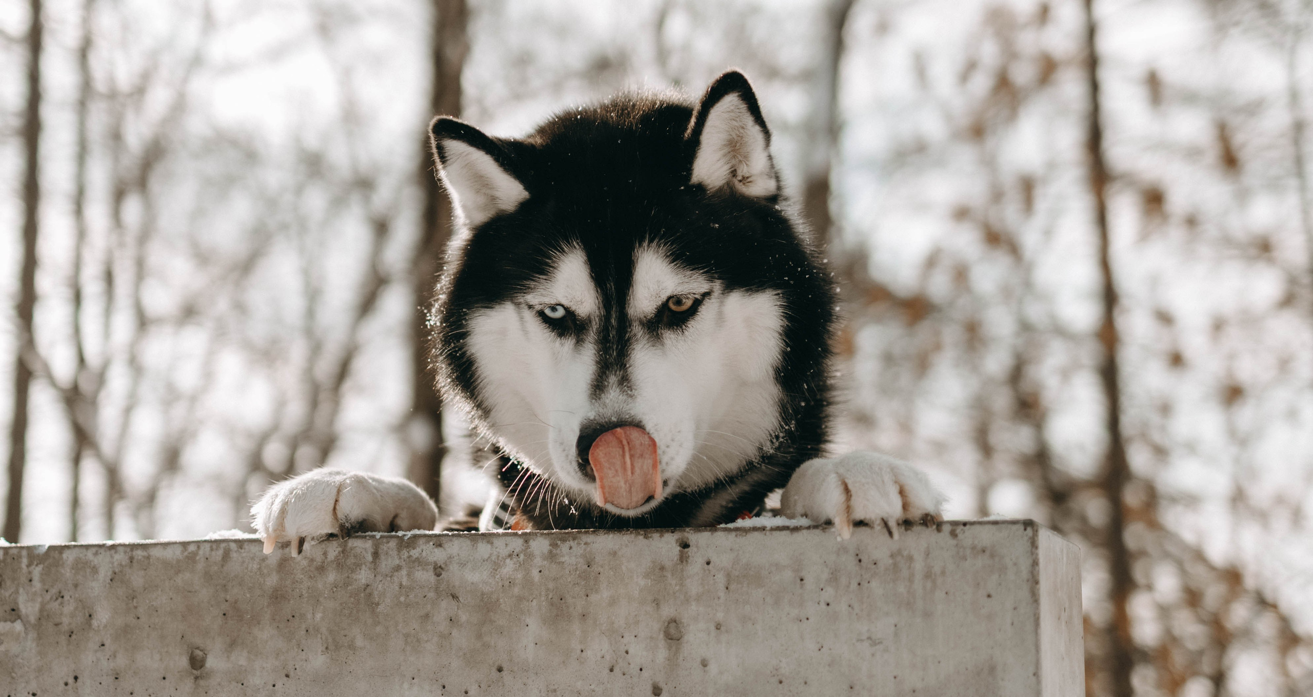 Анна и Вегас. Фотограф-анималист в Екатеринбурге | Кристина