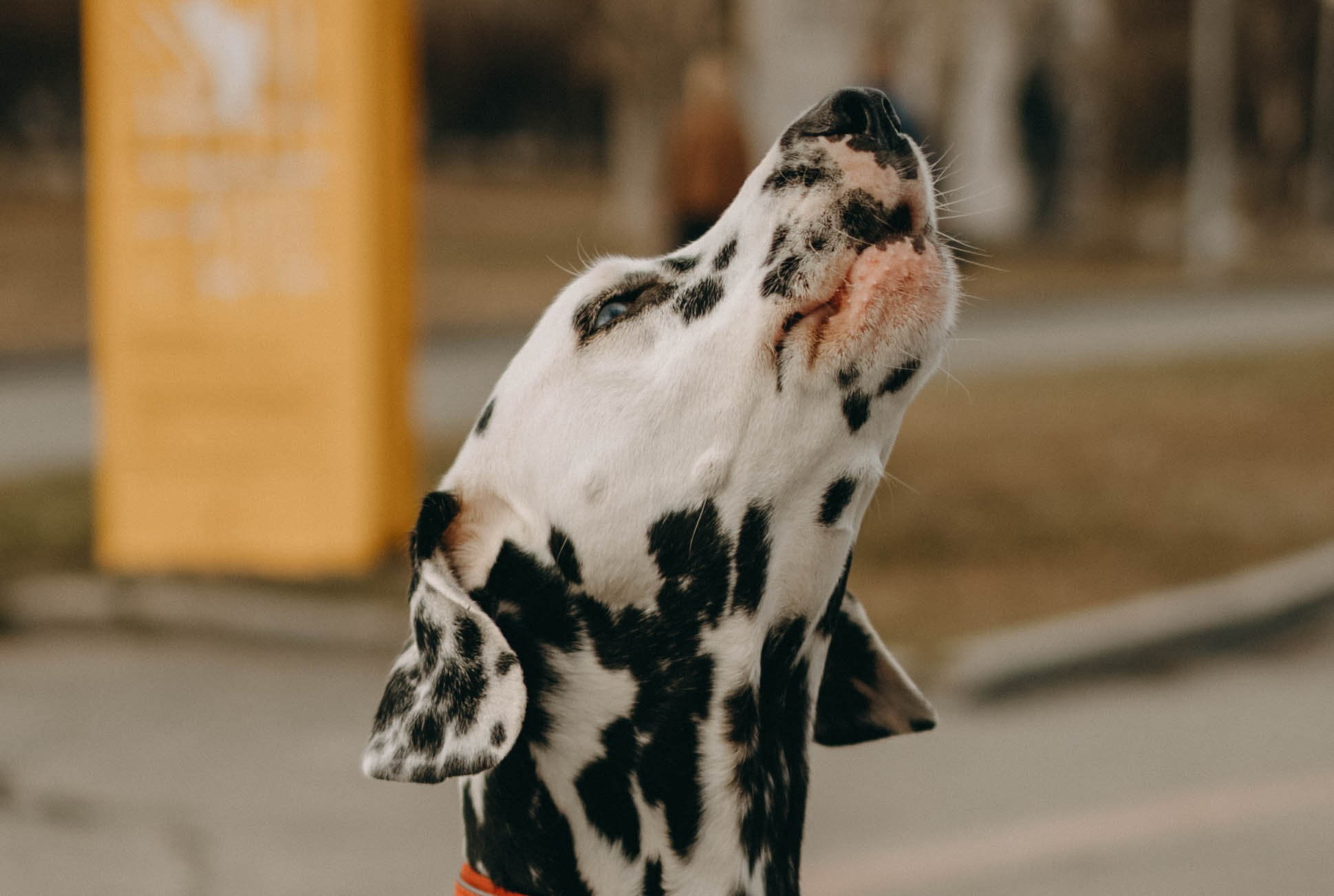 Диана и Лекса. Фотограф-анималист в Екатеринбурге | Кристина