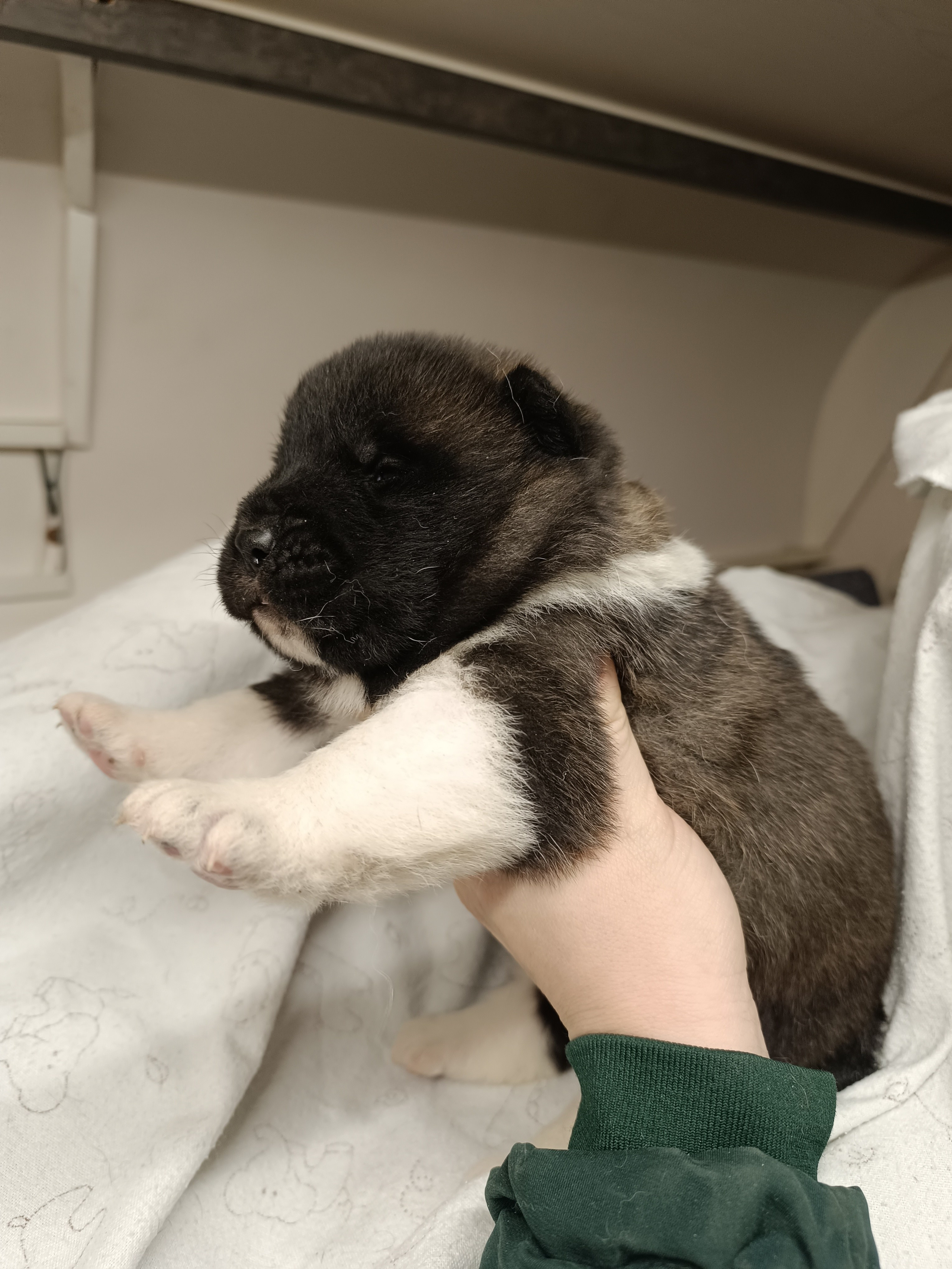 Американская акита  щенки питомник Санкт-Петербург клубные щенки Американская акита питомник RUBYLIGHT Рубилайт купить щенка американской акиты