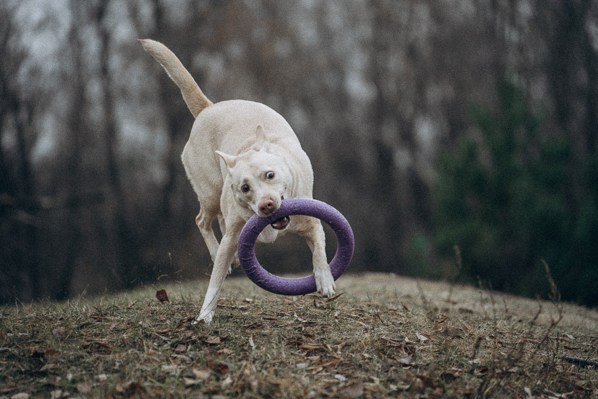 Туся. Фотограф анималист в Москве и Санкт-Петербурге Свиридова Анна