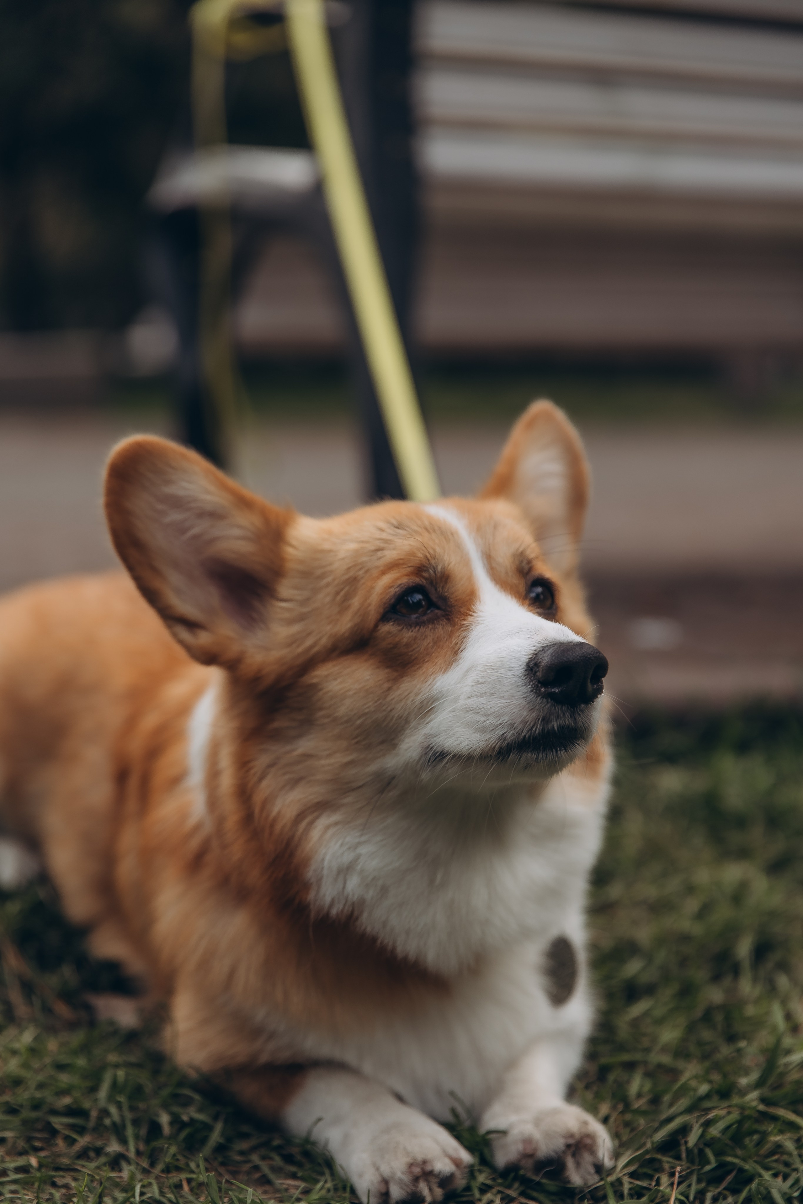 «Королевский Корги» 2. Фотограф Алина Ионычева в Новосибирске