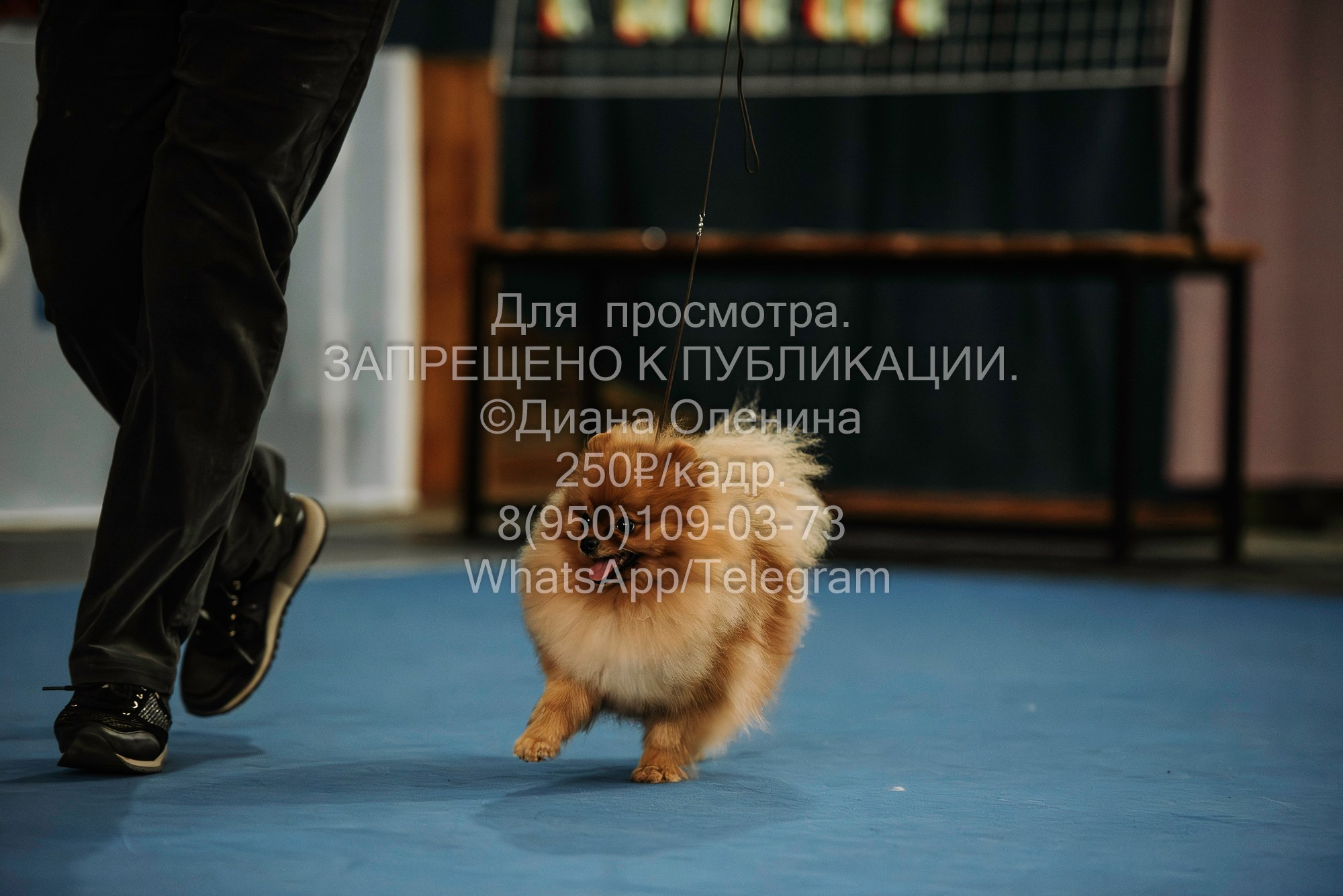 Выставка собак Красноярск 29.10.2023. Фотограф Диана Оленина Красноярск / Братск