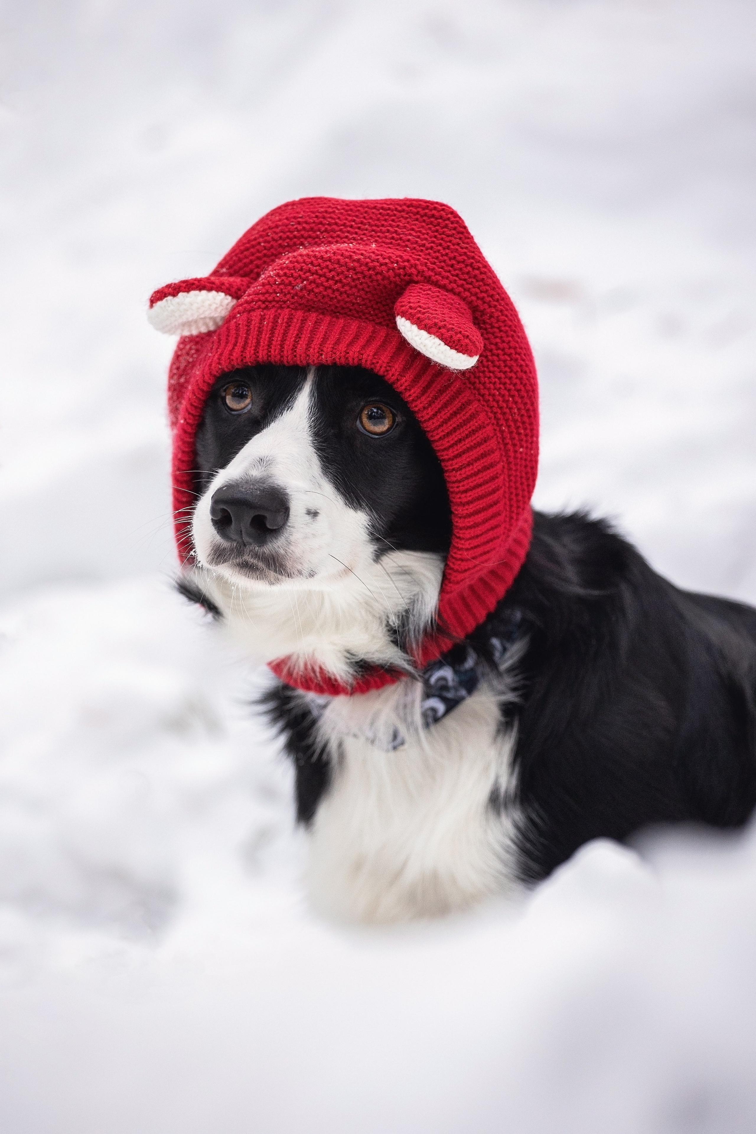 Арина и Грейс. YULA KOLESOVA | Фотограф — Анималист | Художник | Тюмень