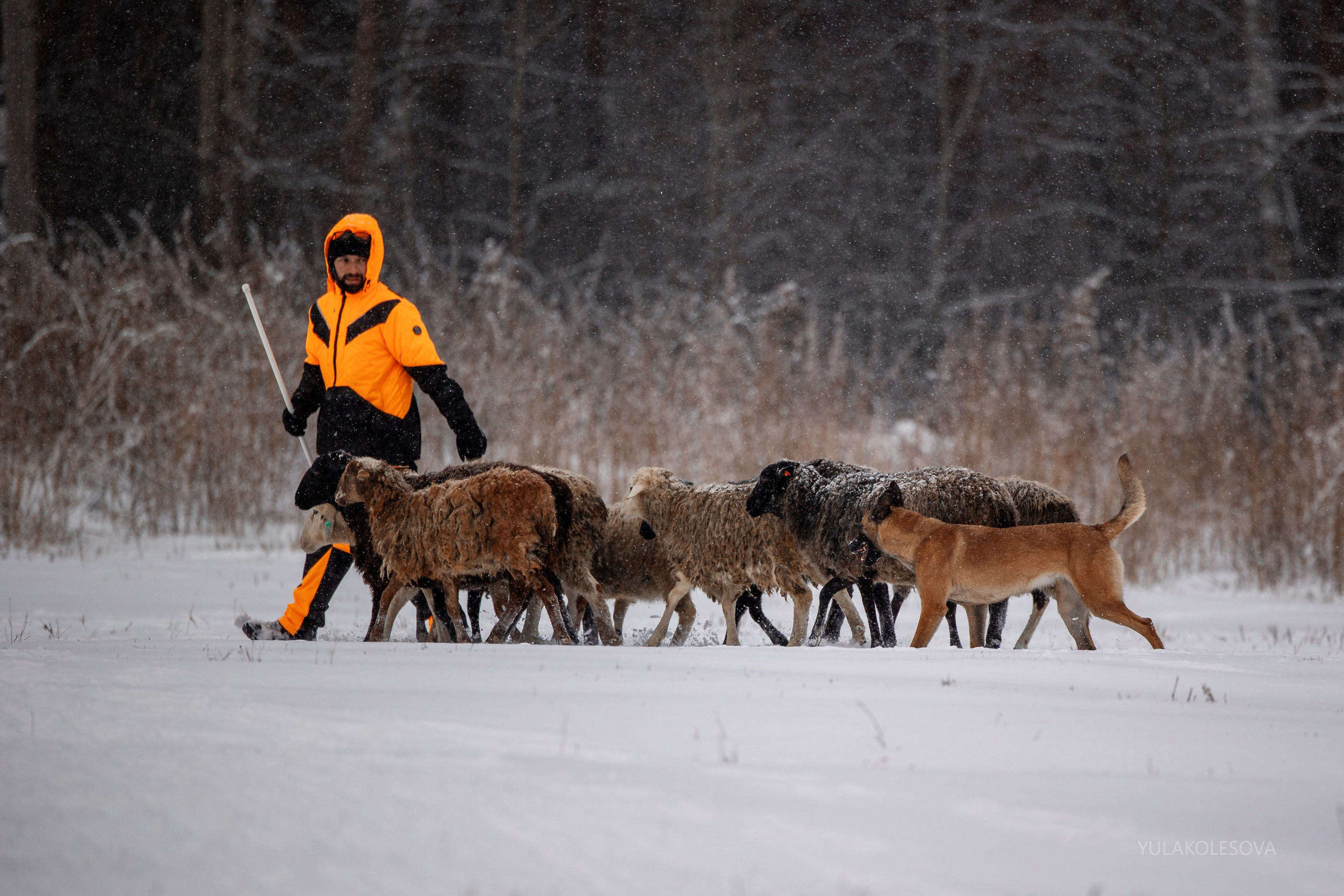 Пастуший интенсив, ноябрь 2024. YULA KOLESOVA | Фотограф — Анималист | Художник | Тюмень