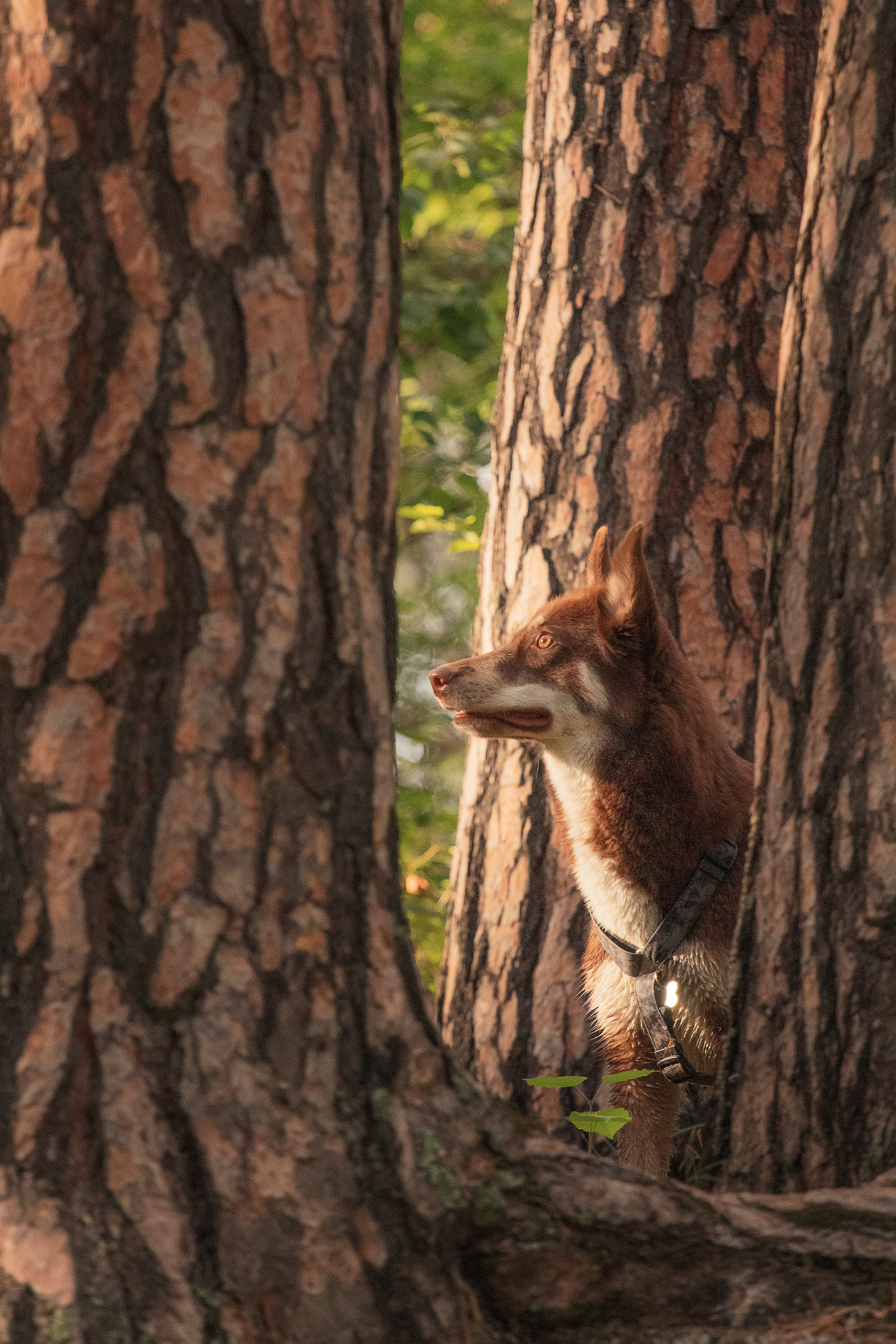 Светлана и Тисэ. YULA KOLESOVA | Фотограф — Анималист | Художник | Тюмень