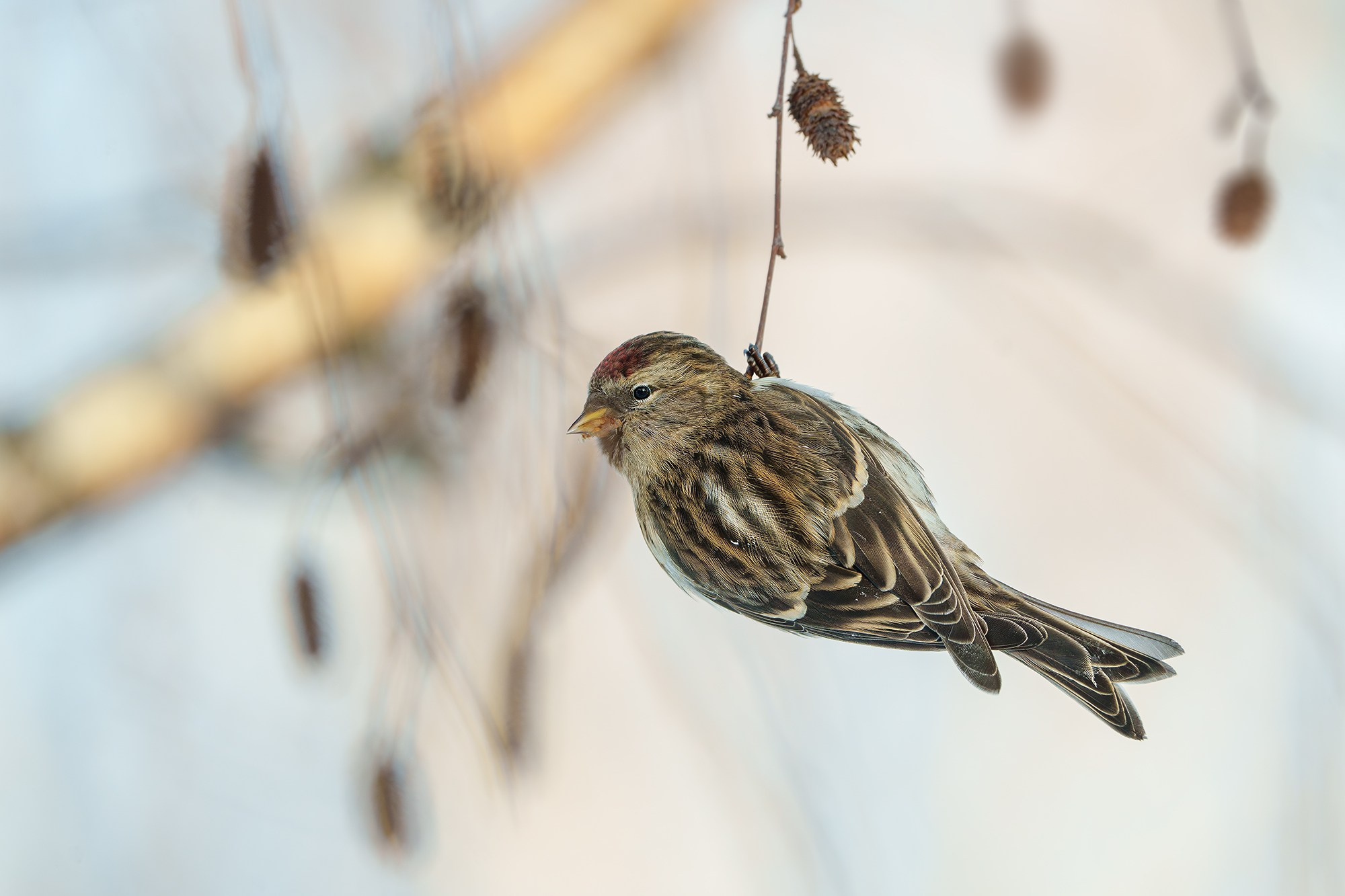Удивительные мир птиц. Вокруг нас столько прекрасного — присмотритесь!. Ваш личный фотограф Марина Волкова