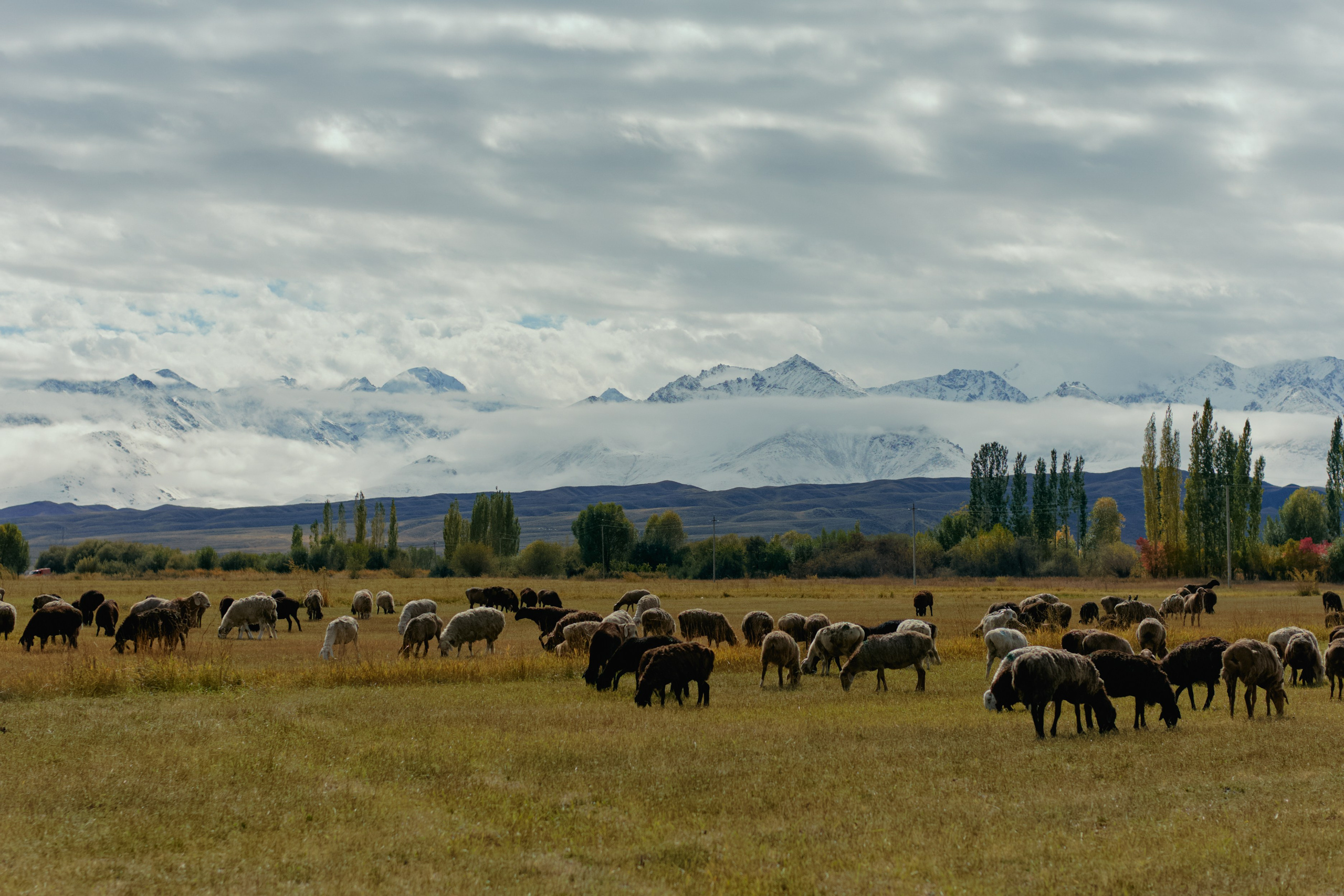 Кыргызтан. Профессиональный Фотограф во Владимире, в Москве и в Суздале — Полина Романычева
