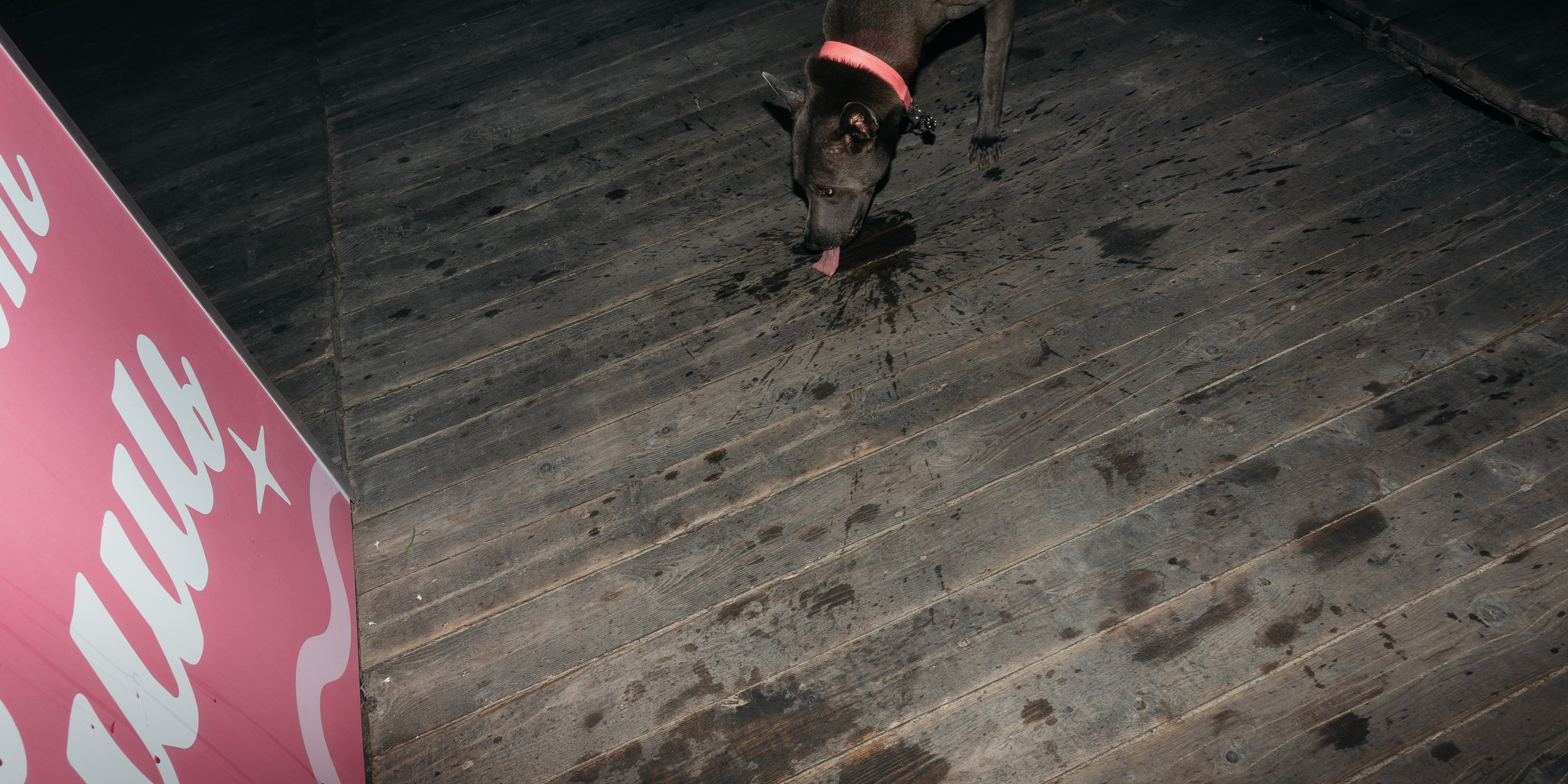 Кристина Константин. Григорий и Ольга Насинник — свадебный фотограф Архангельск