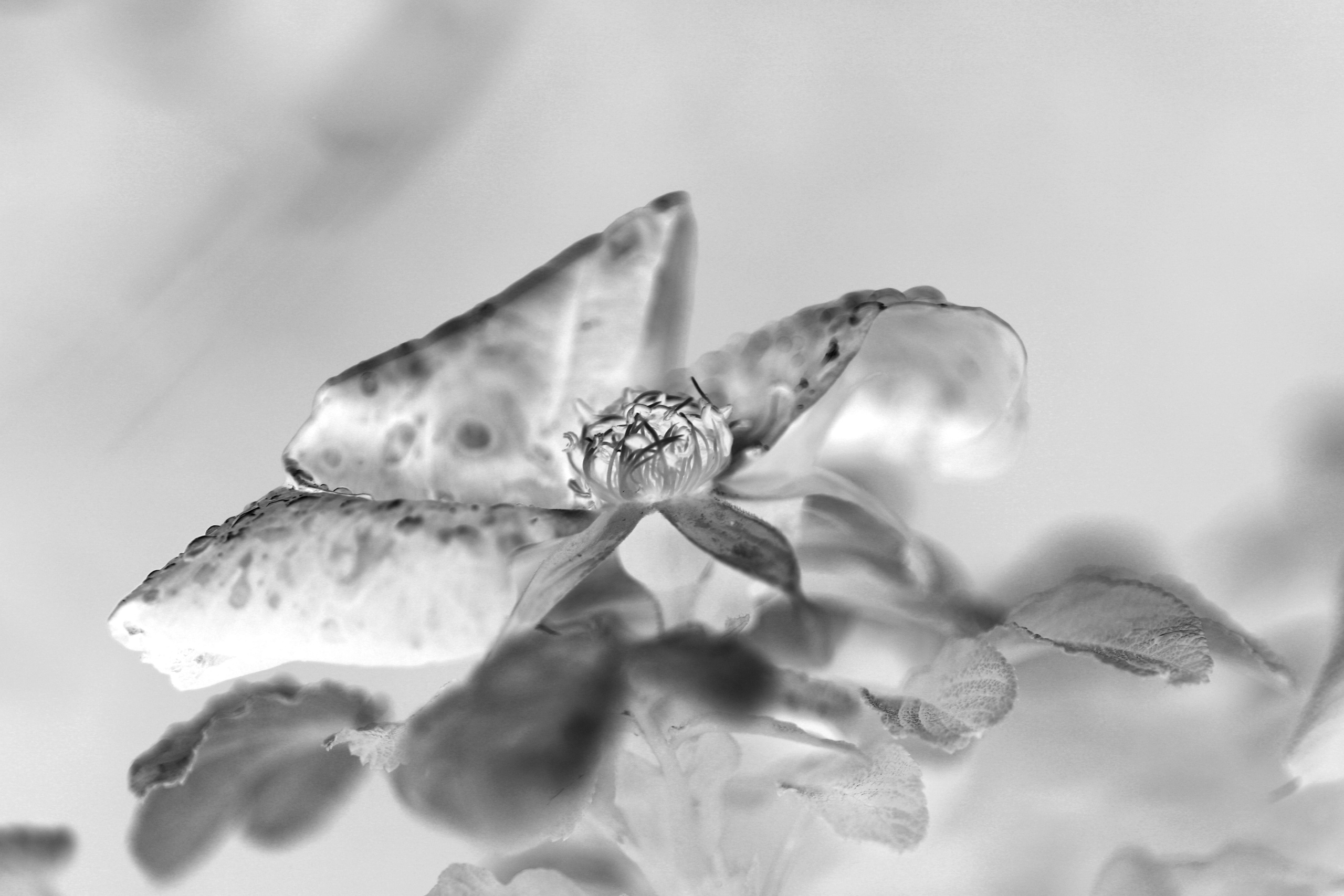 Наталья Алаторцева