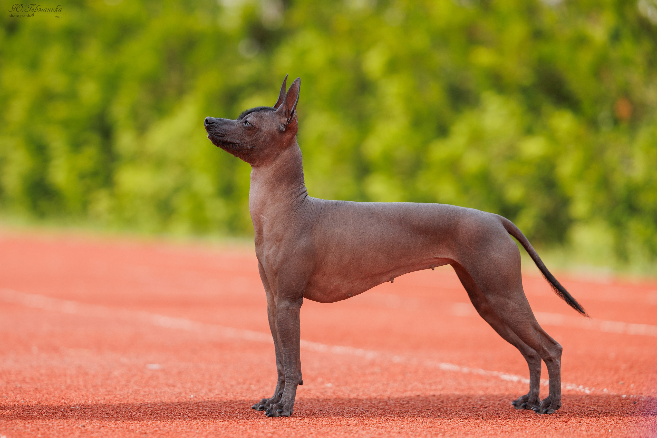 Калининград 25-27.07 Волгоград 1-3.08 2025. Фотограф-анималист Юлия Германика