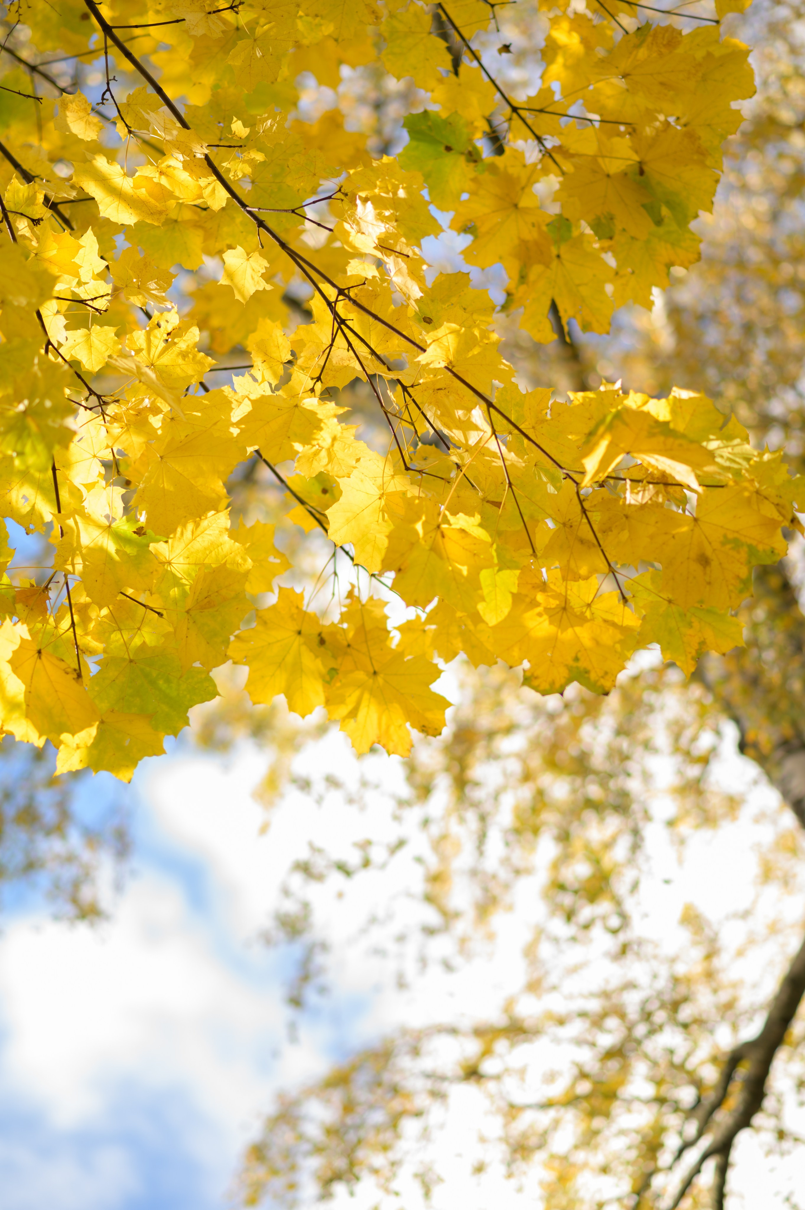 Осенние листья. Анна Боровикова, фотограф Пушкино