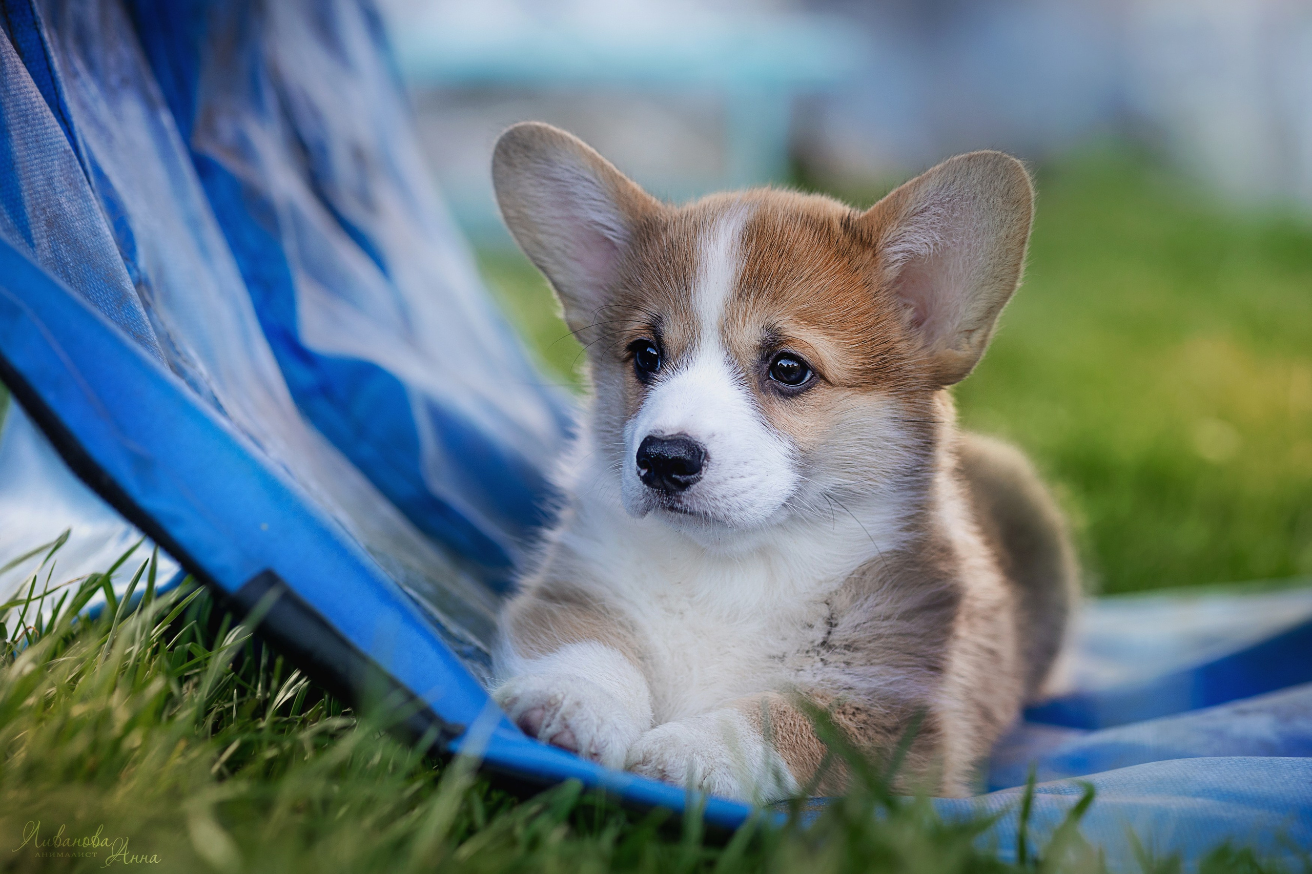 Коржики. Фотограф анималист Аня Ливанова | Рыбинск