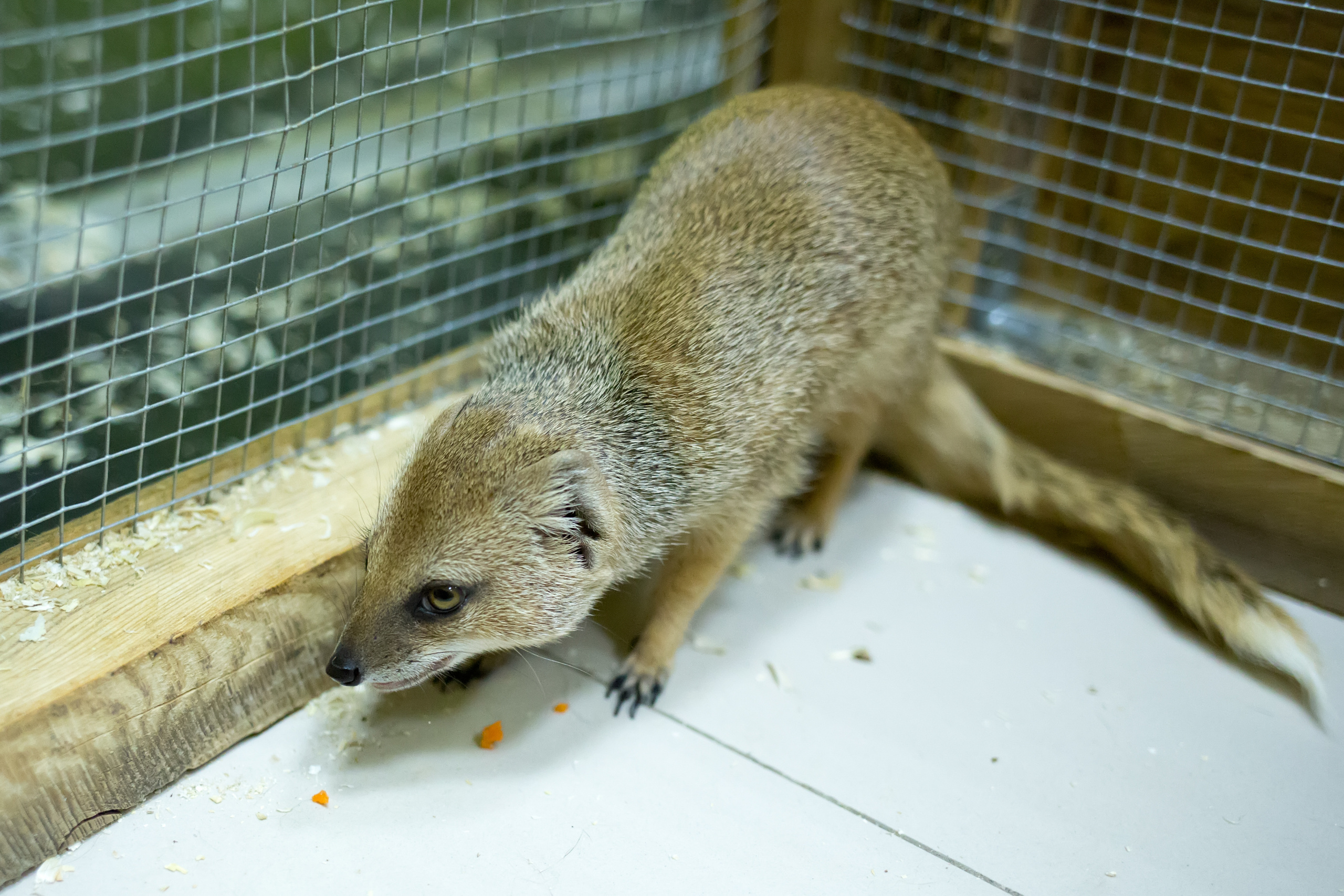 Зоопарк "Зверюшки". Фотограф Сонкина Татьяна