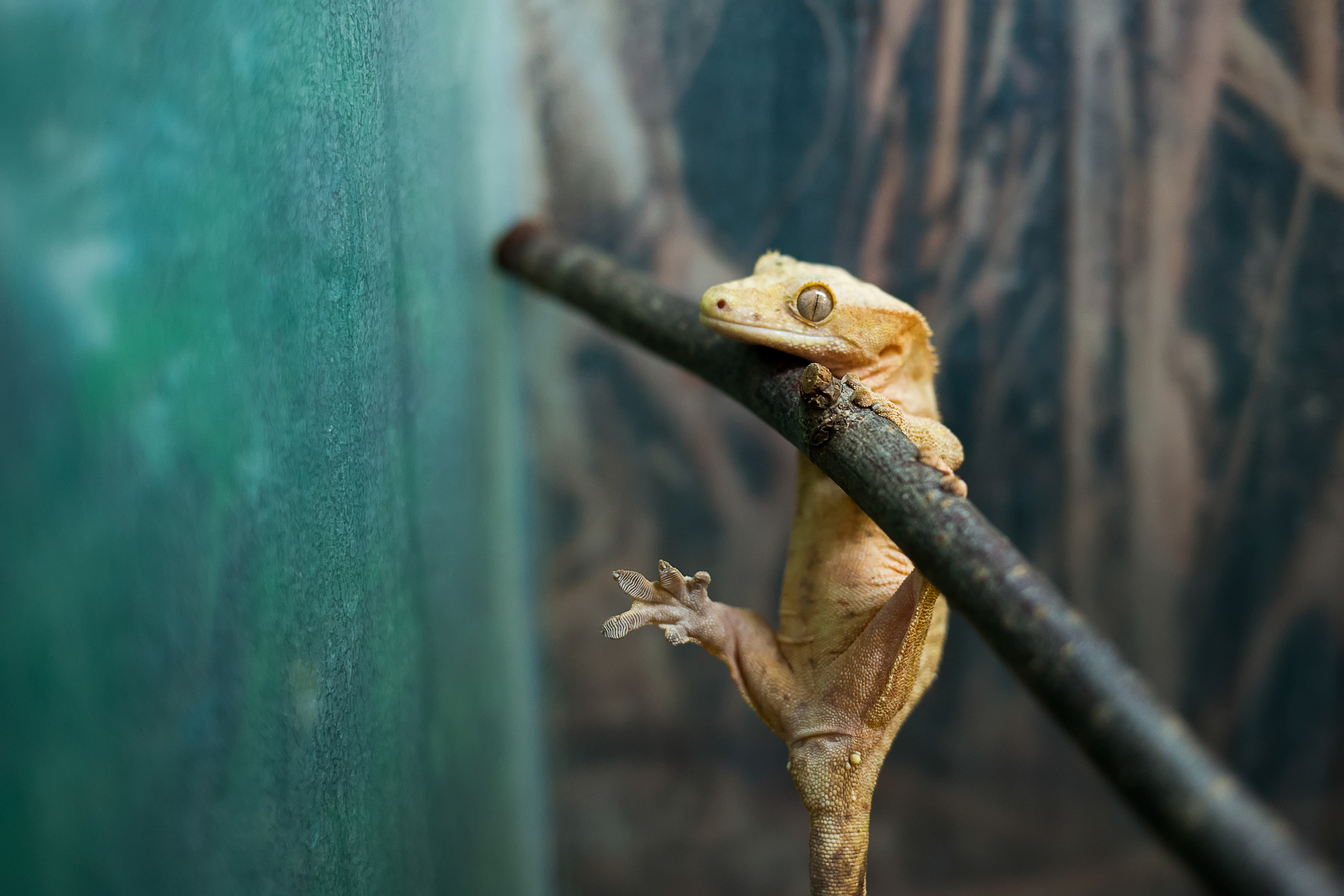 Зоопарк "Зверюшки". Фотограф Сонкина Татьяна