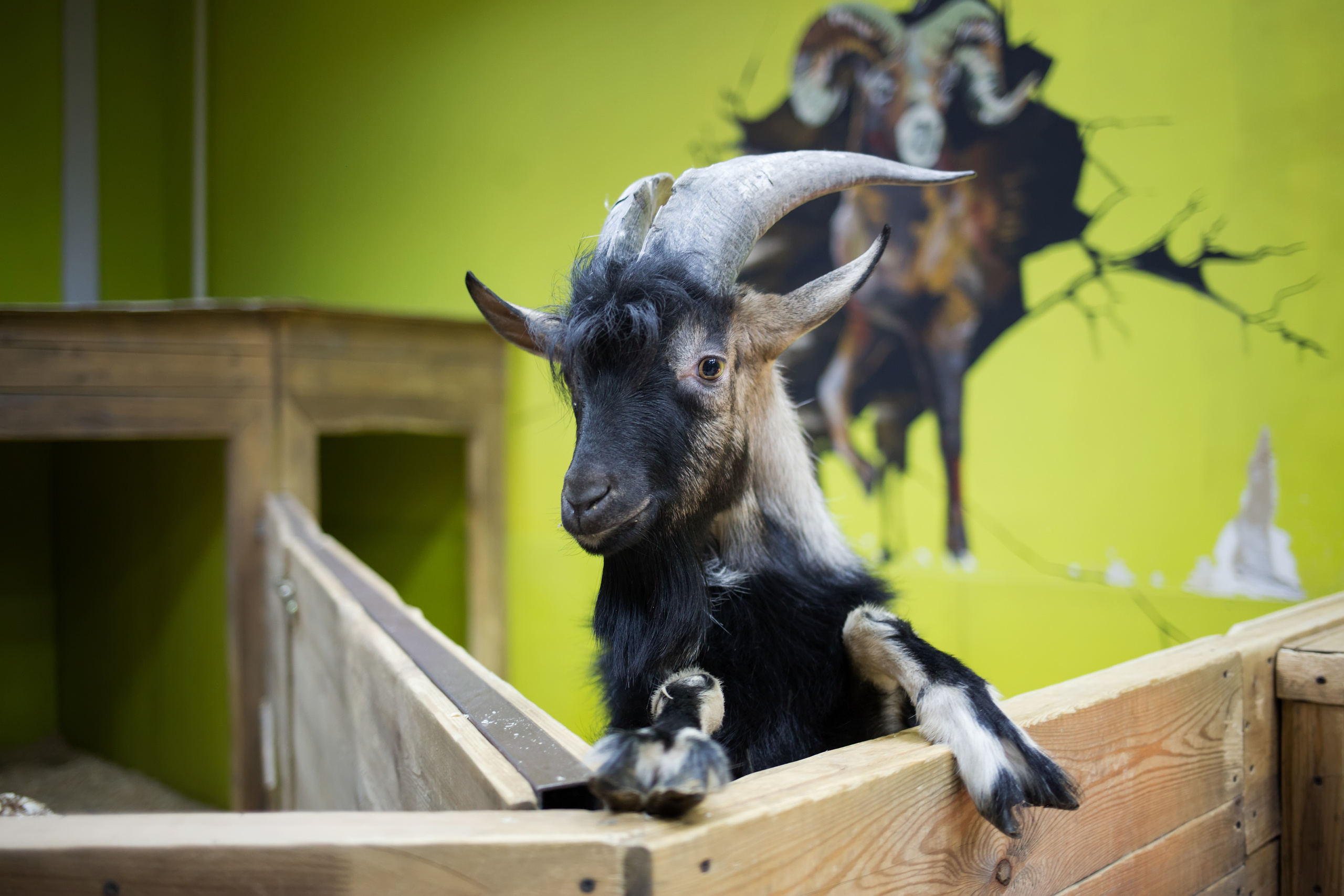 Зоопарк "Зверюшки". Фотограф Сонкина Татьяна