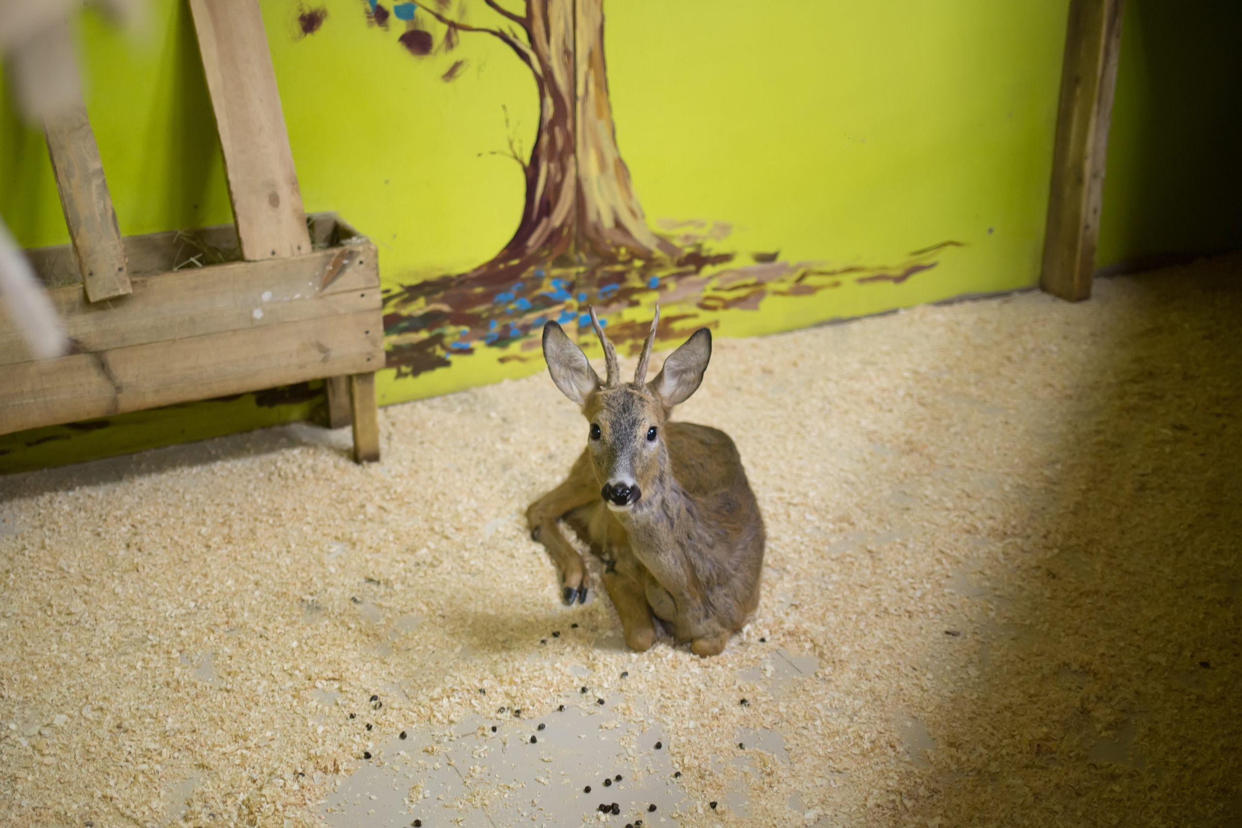 Зоопарк "Зверюшки". Фотограф Сонкина Татьяна