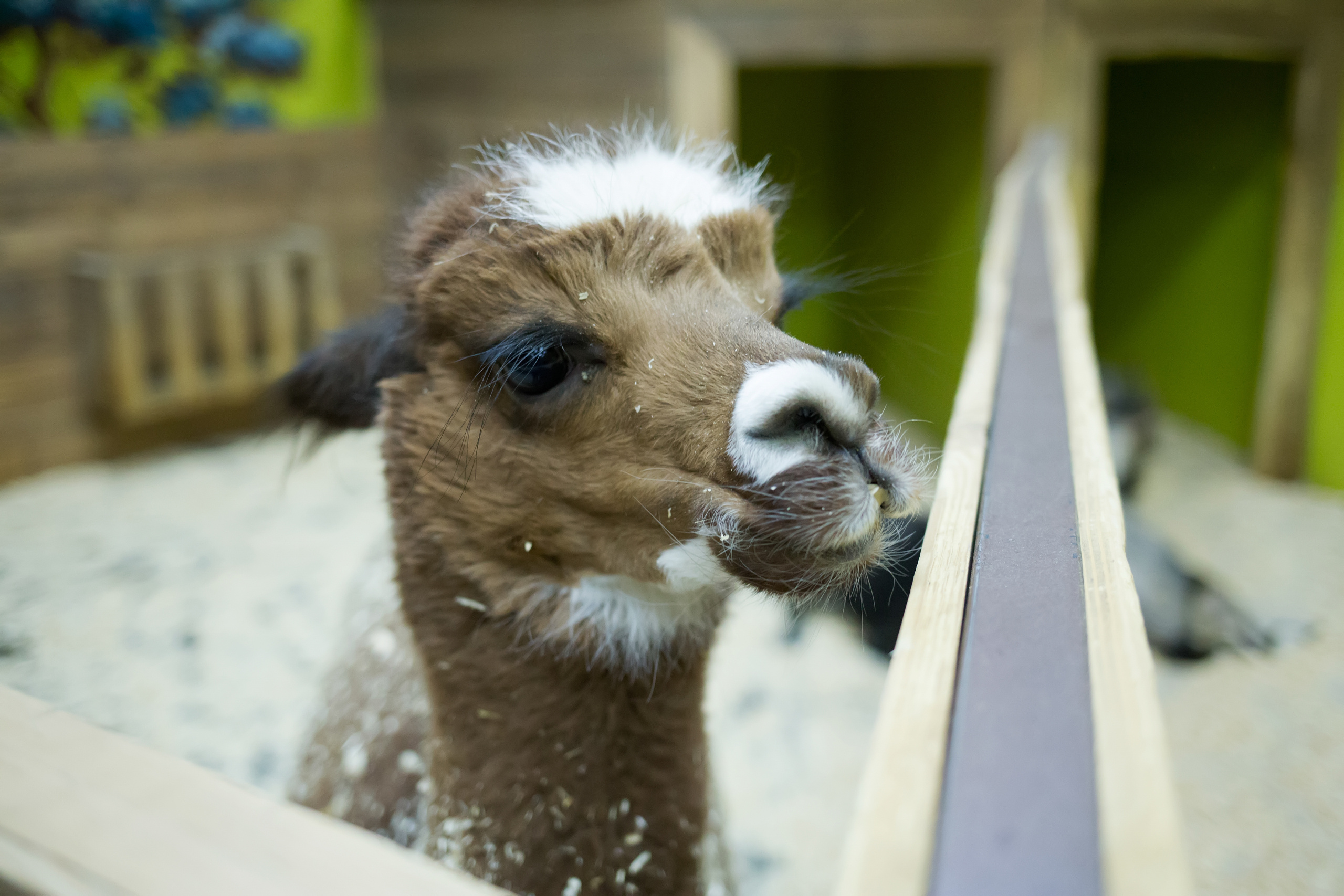 Зоопарк "Зверюшки". Фотограф Сонкина Татьяна