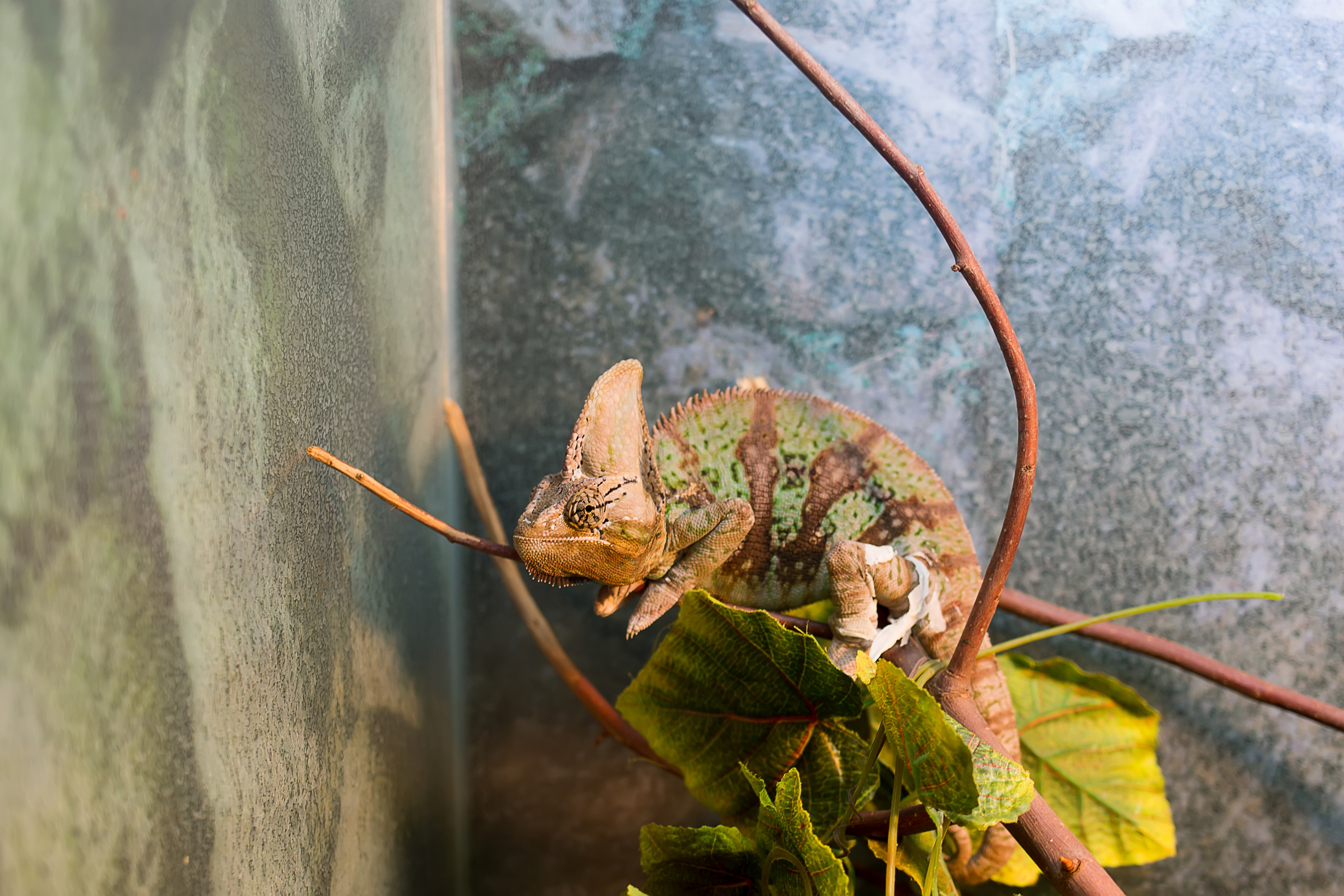 Зоопарк "Зверюшки". Фотограф Сонкина Татьяна