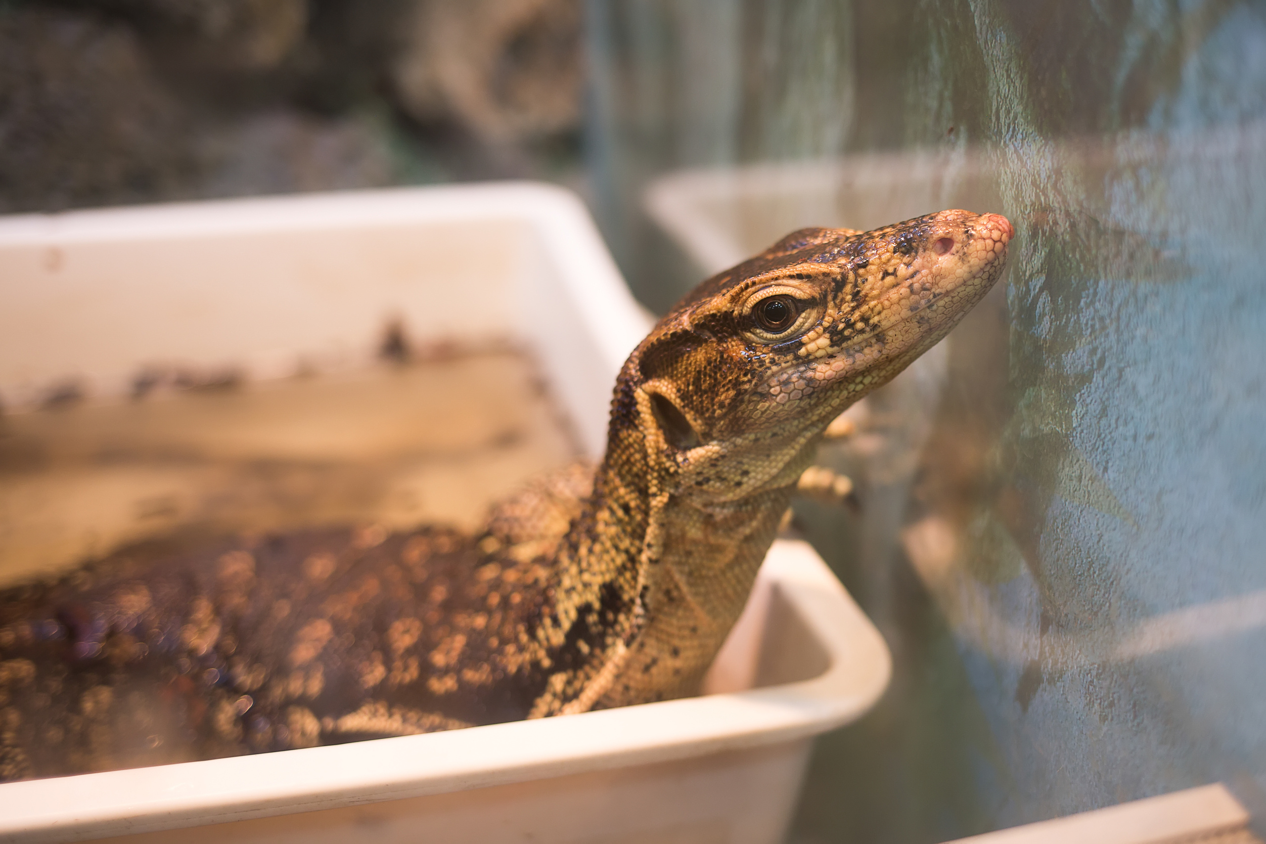 Зоопарк "Зверюшки". Фотограф Сонкина Татьяна