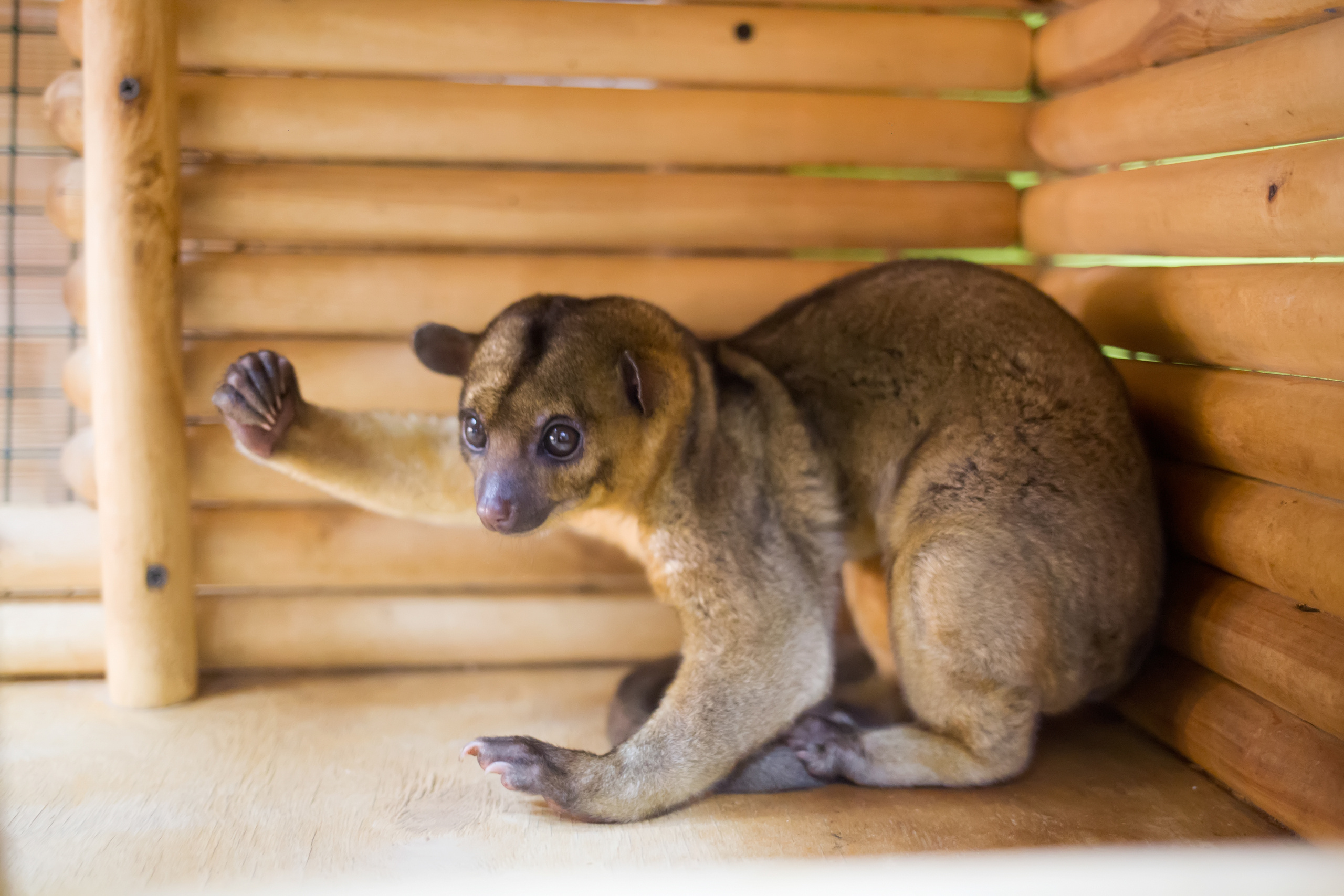 Зоопарк "Зверюшки". Фотограф Сонкина Татьяна