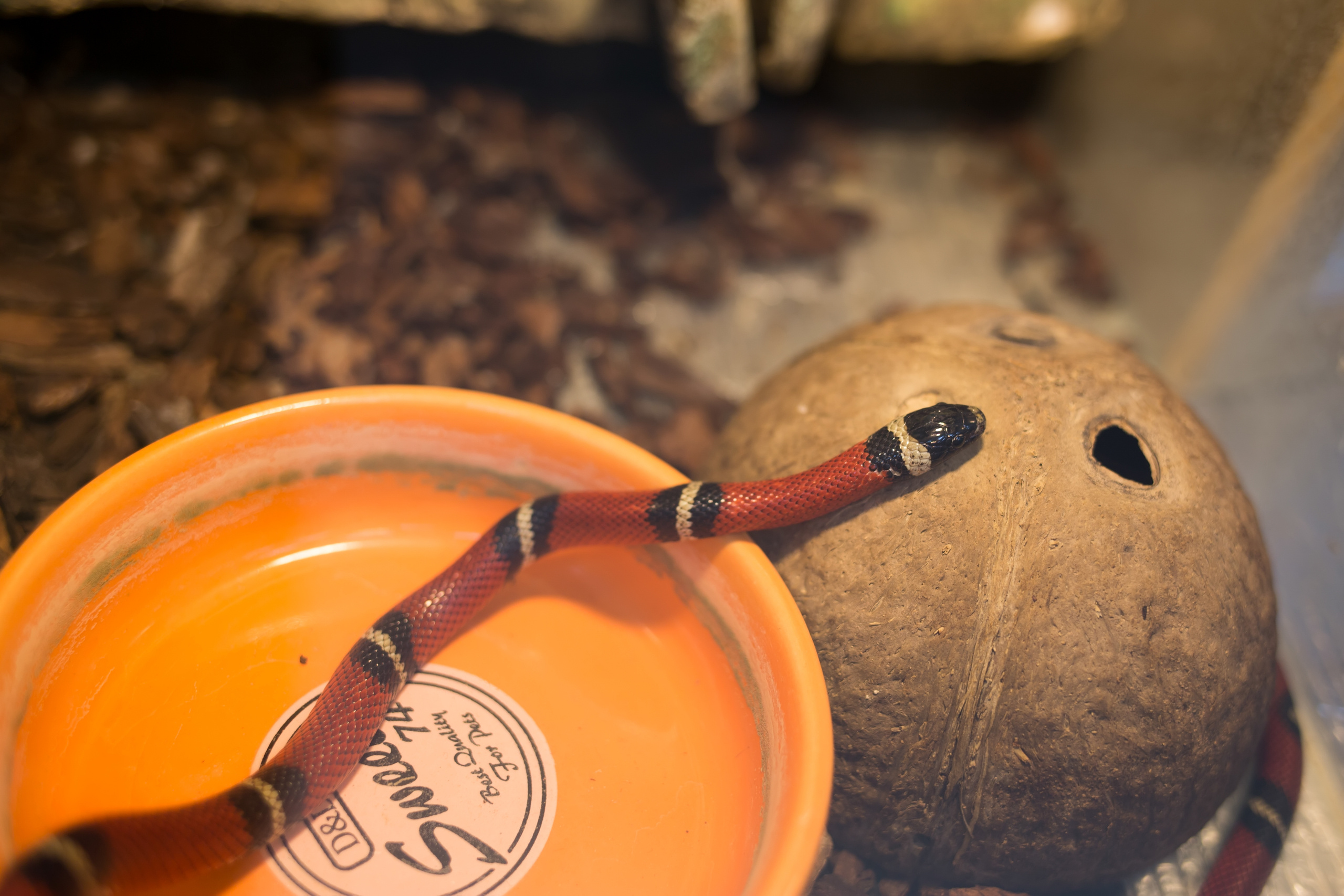 Зоопарк "Зверюшки". Фотограф Сонкина Татьяна