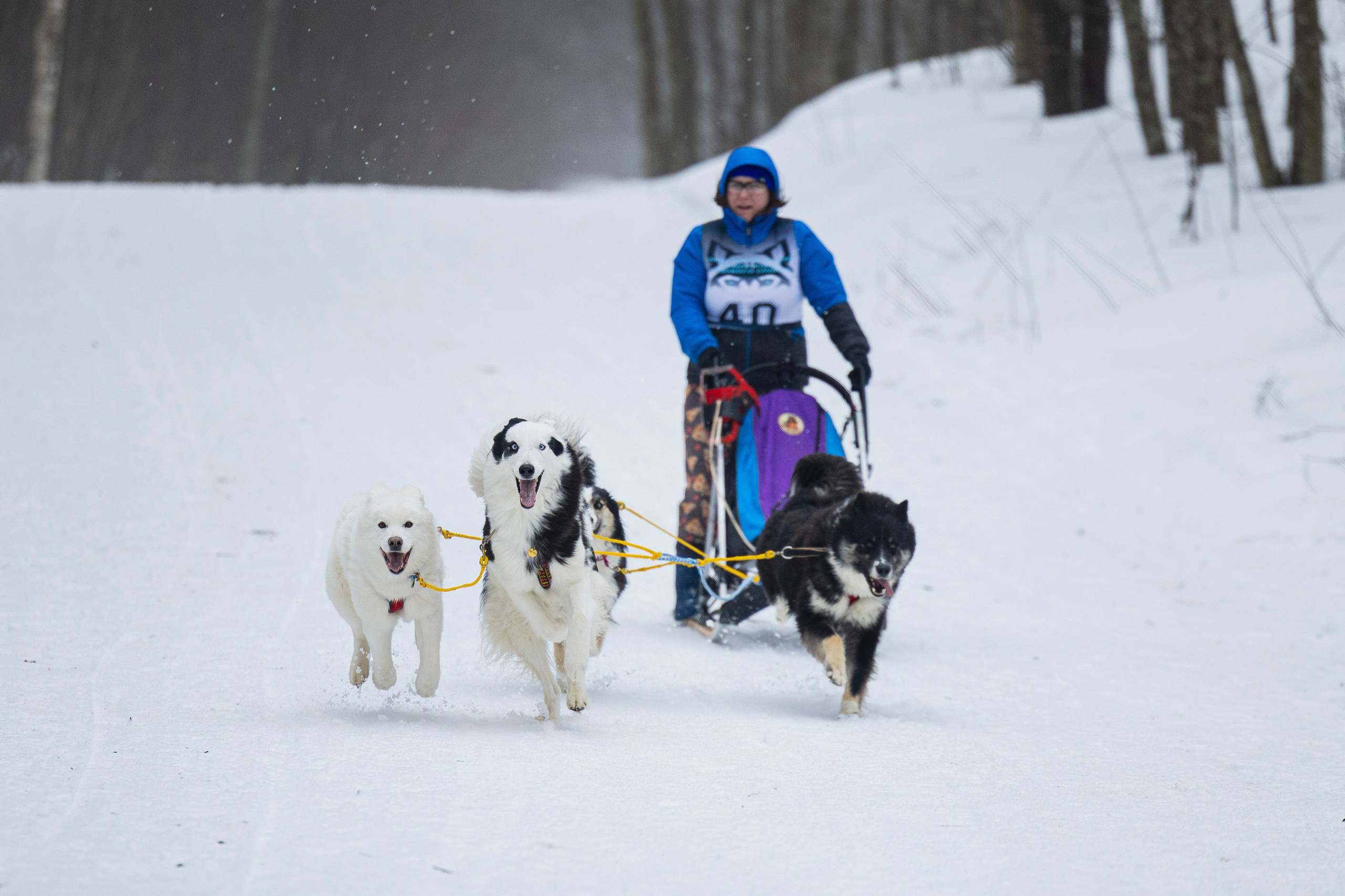 Зимний Чемпионат Санкт-Петербурга по ездовому спорту. Фотограф-анималист Анна Маринич
