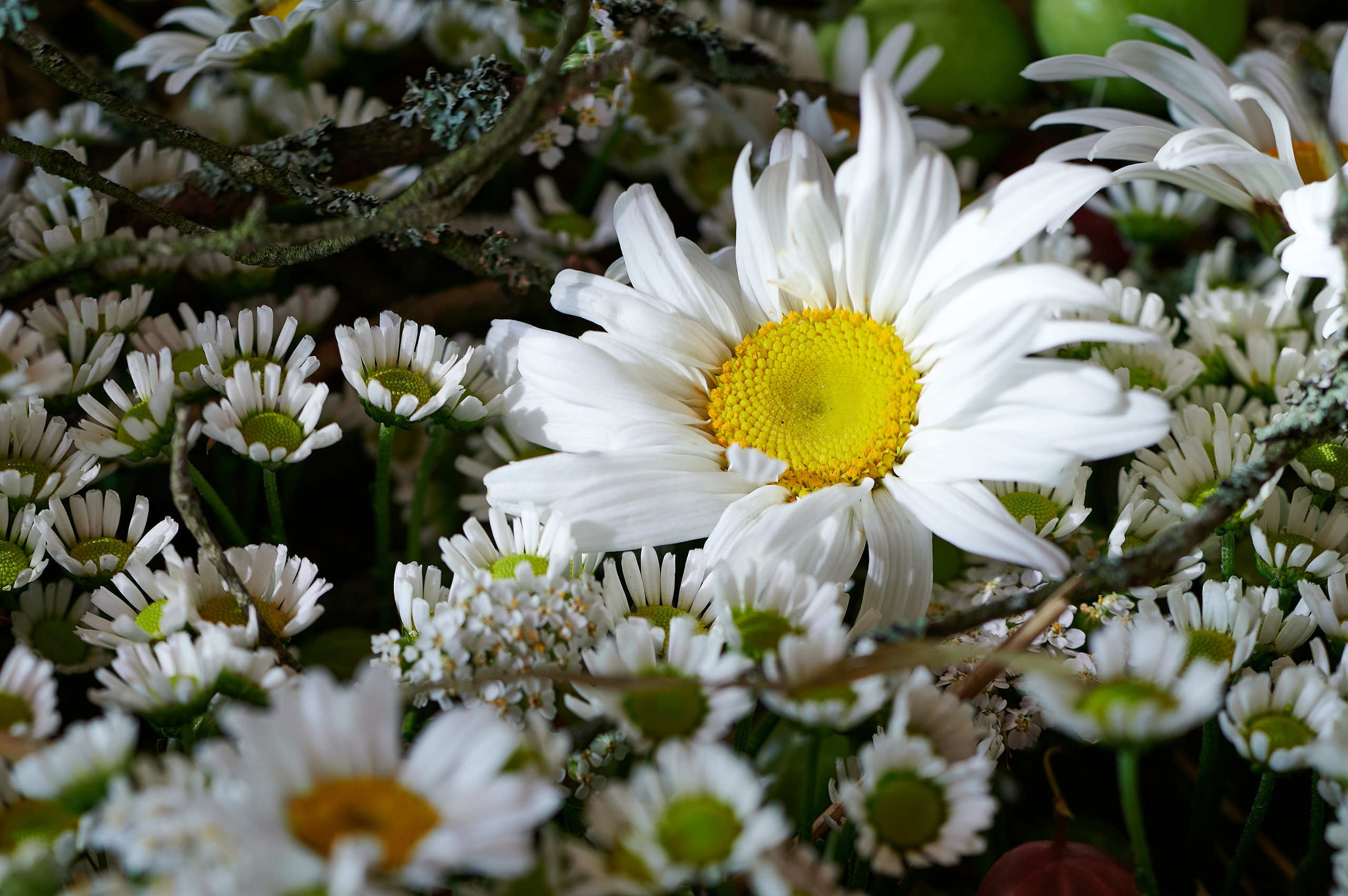Съемка работ Шаровой Ольги для FloralFundamentals. Флористическая, интерьерная и портретная съемка в Москве и Европе