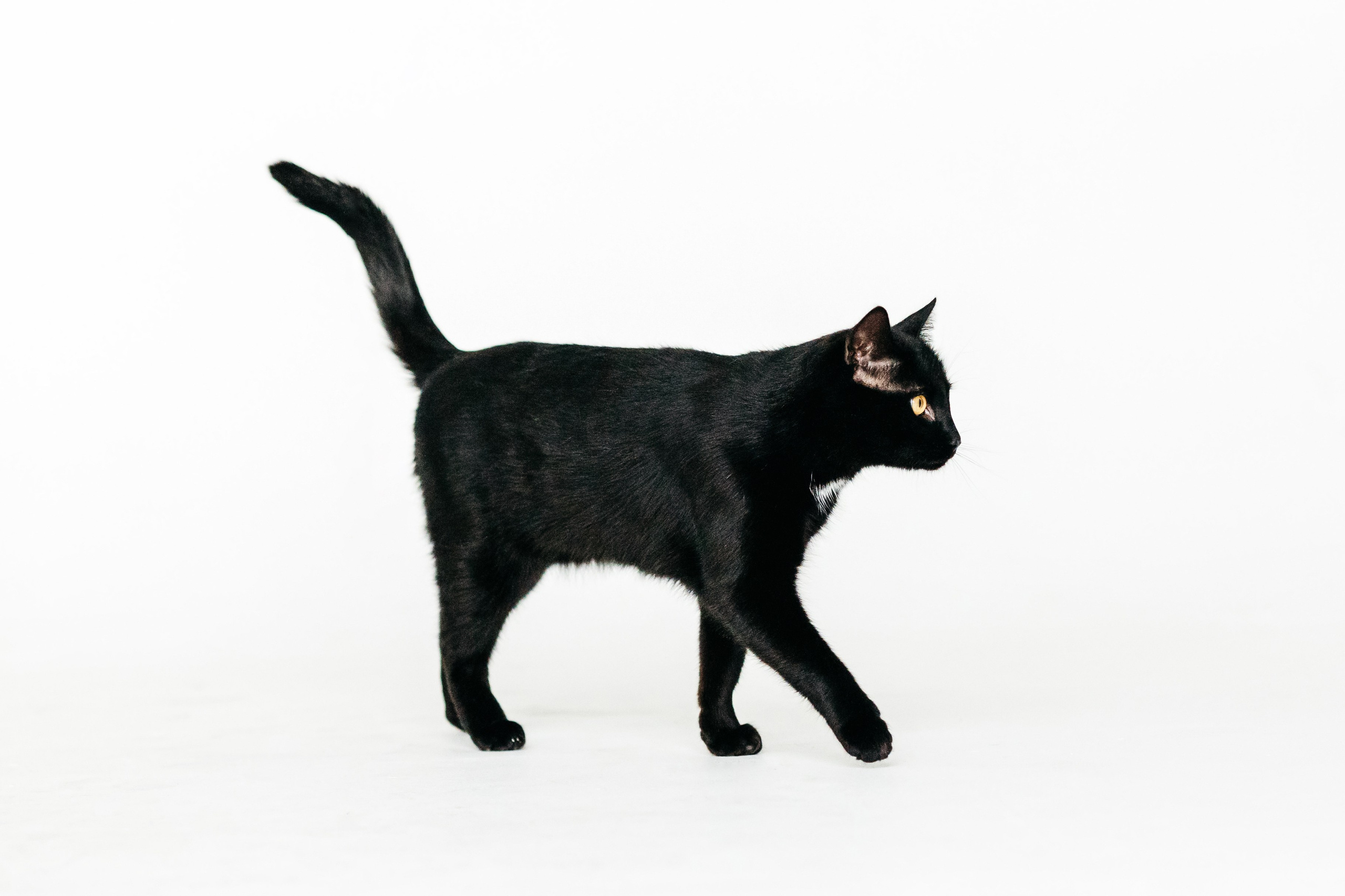 Кузя. Фотограф-анималист Елена Радченко, Москва