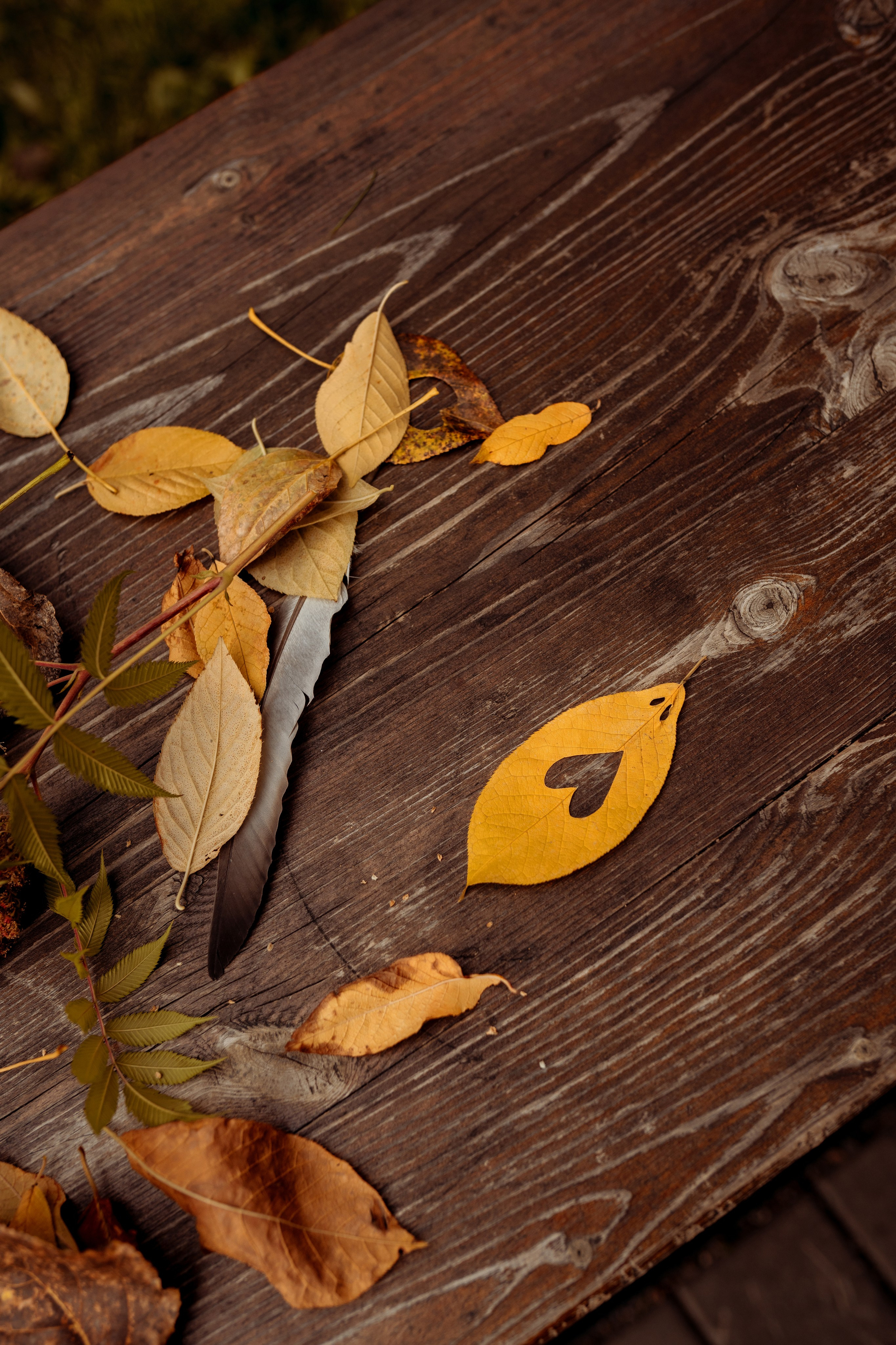 Осенняя фотопрогулка. Фотограф Ким Наталья в Красноярске