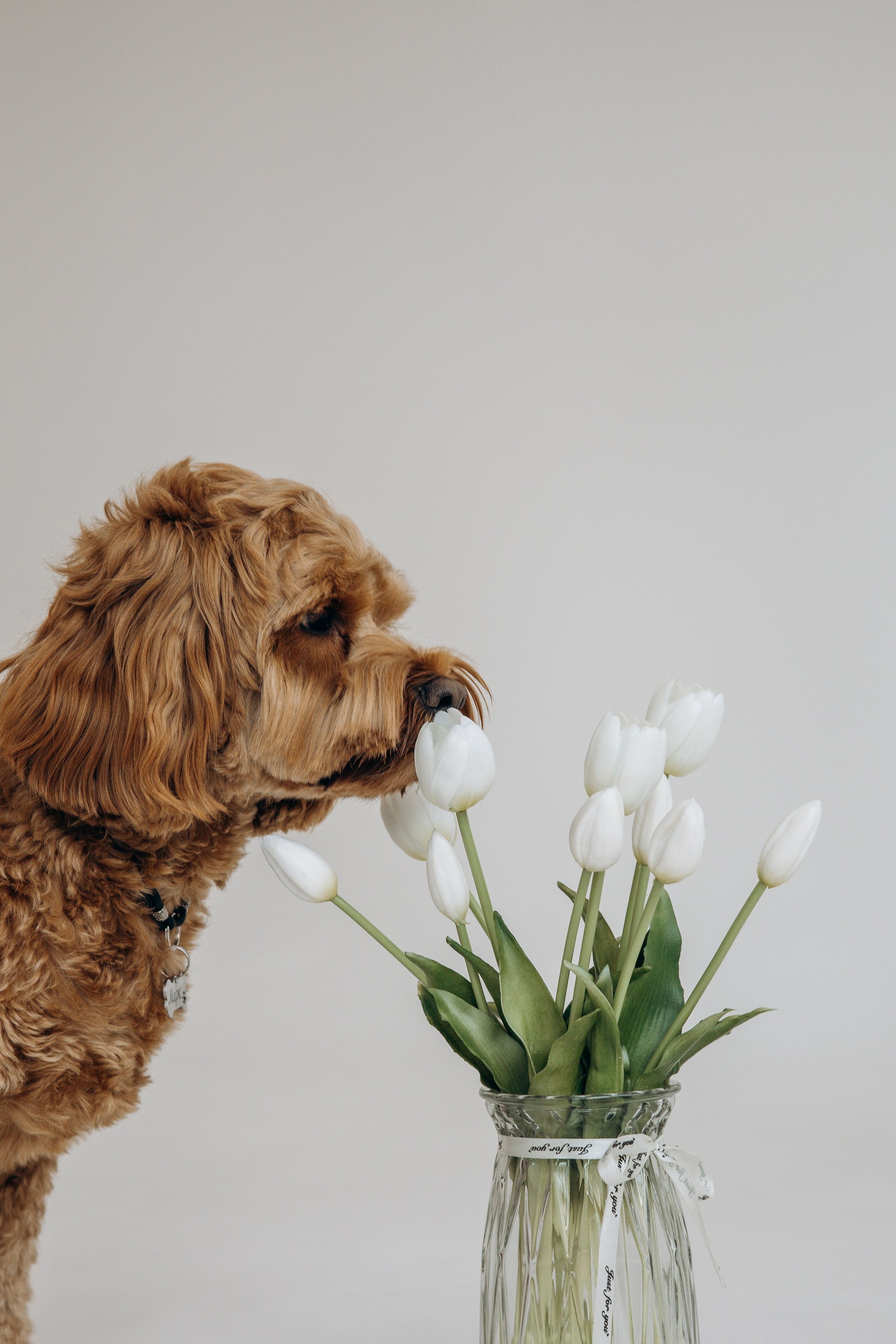 Марина и Марк. Фотограф животных Евгения Верцинская