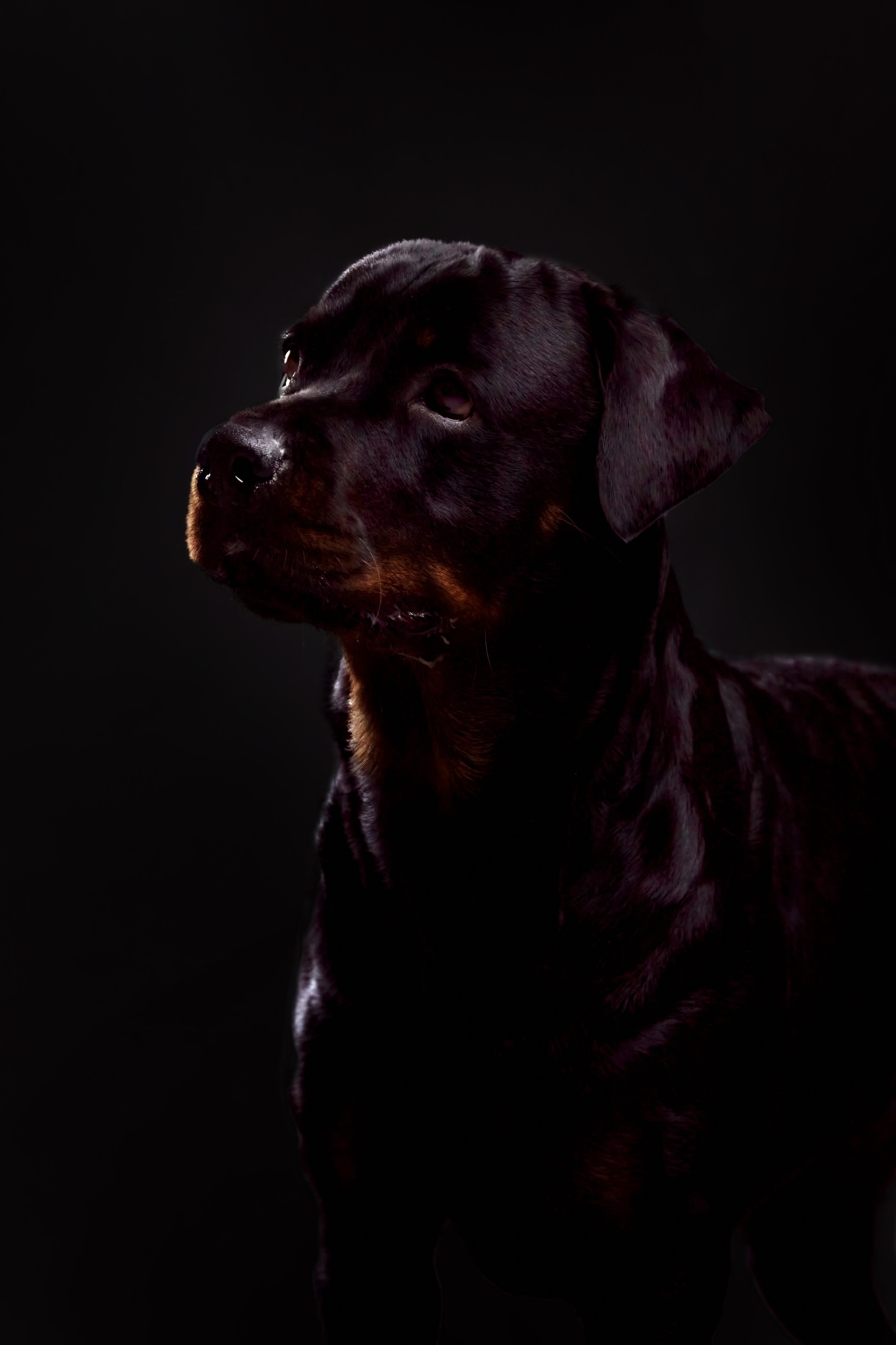 Фотосессия с животными. Фотограф анималист — Тула, Москва