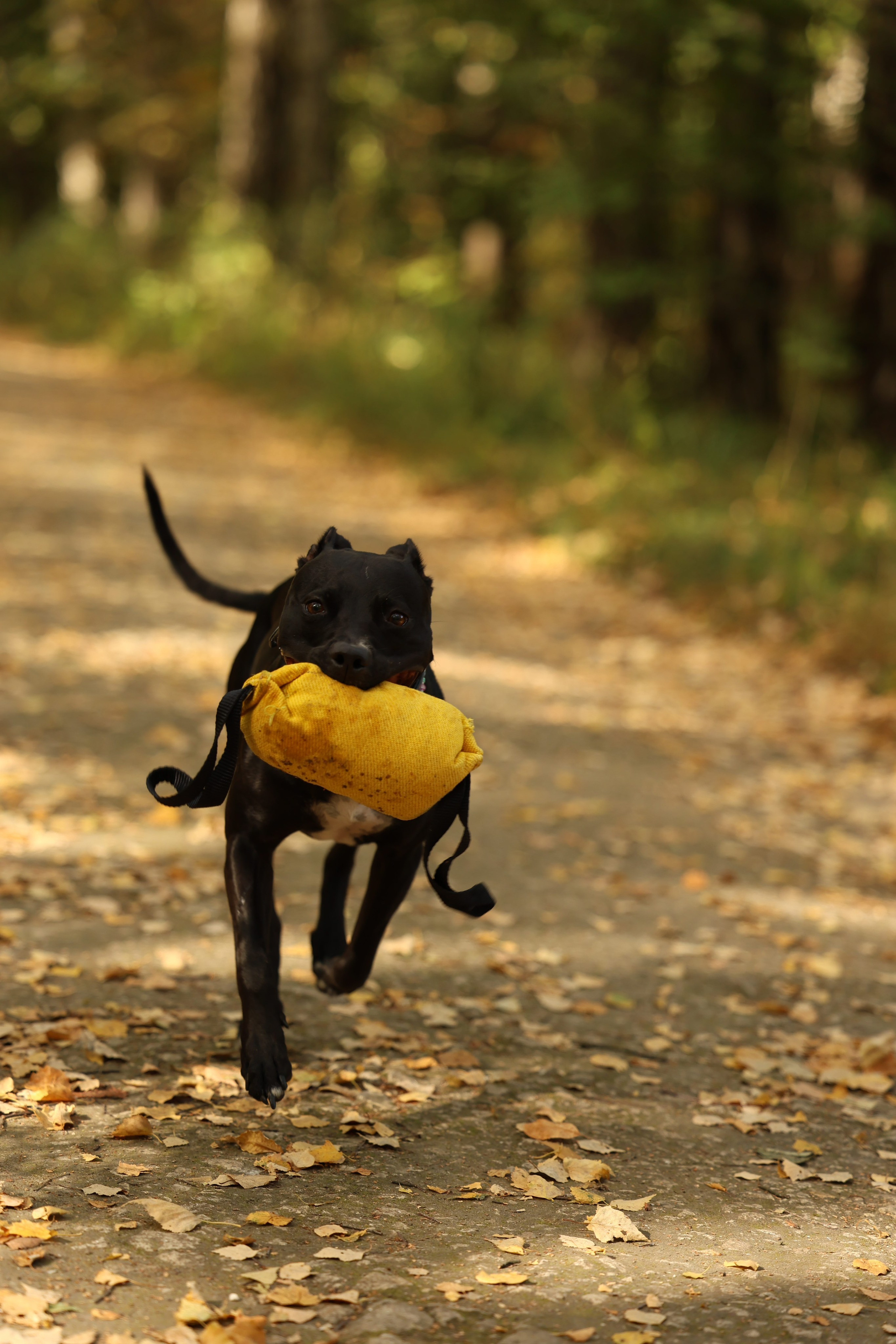 Алена и Бора. Виктория Михайловская. Фотограф-анималист. Москва