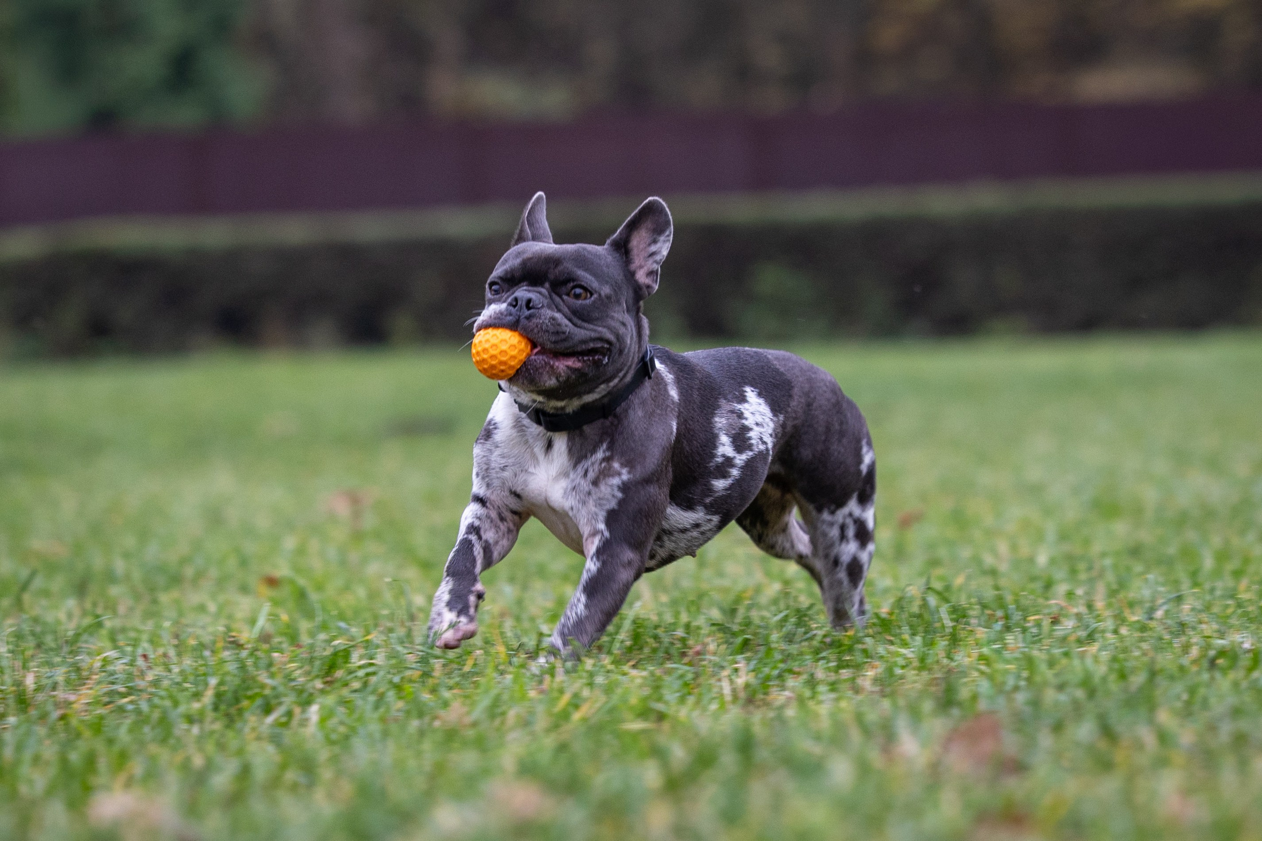 Буся. Виктория Михайловская. Фотограф-анималист. Москва
