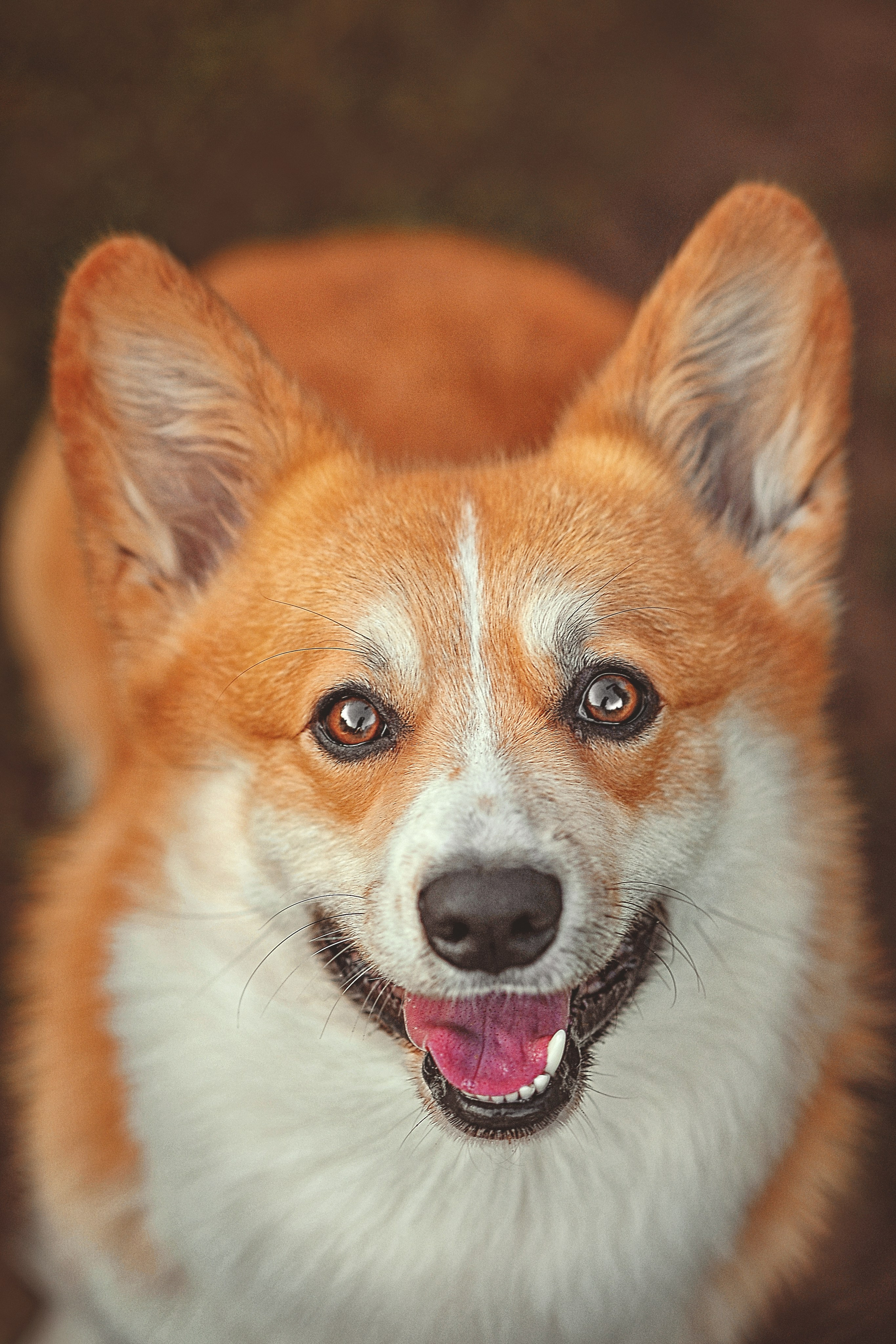 Фотосессия животных в Ижевских, фотограф животных. Детский, семейный фотограф в Ижевске и Москве Аксинья Лысенкова ADEN