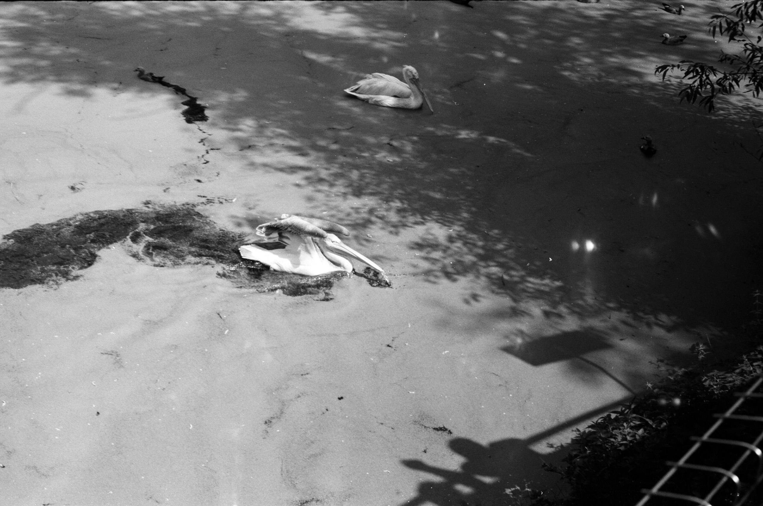 Альбом пленочных ЧБ-фото. Репортажный и семейный фотограф — Шелихов Сергей