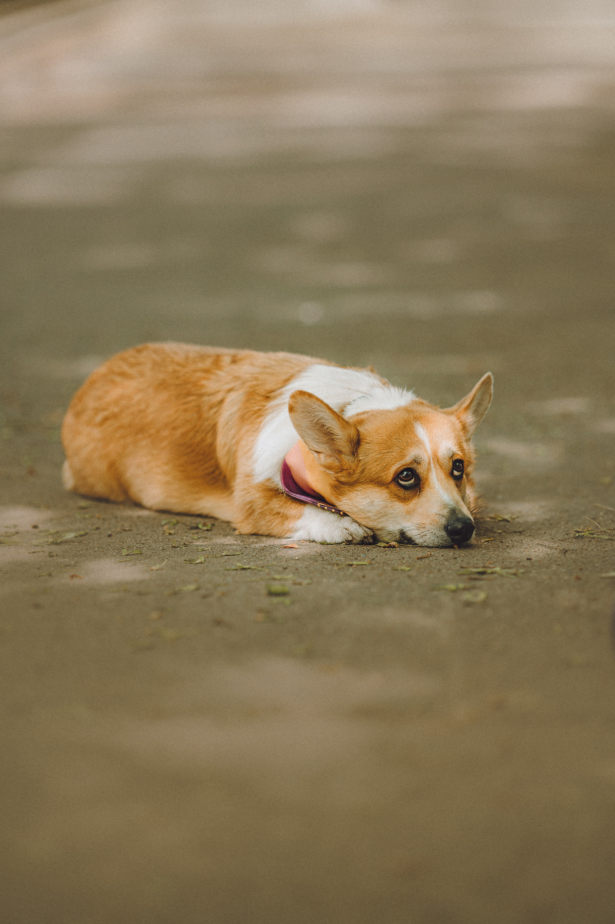 Вика и Мейзи