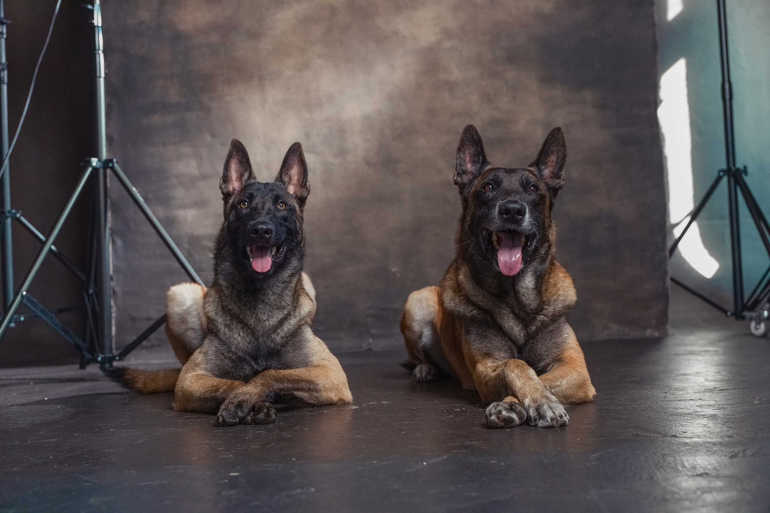 собаки малинуа